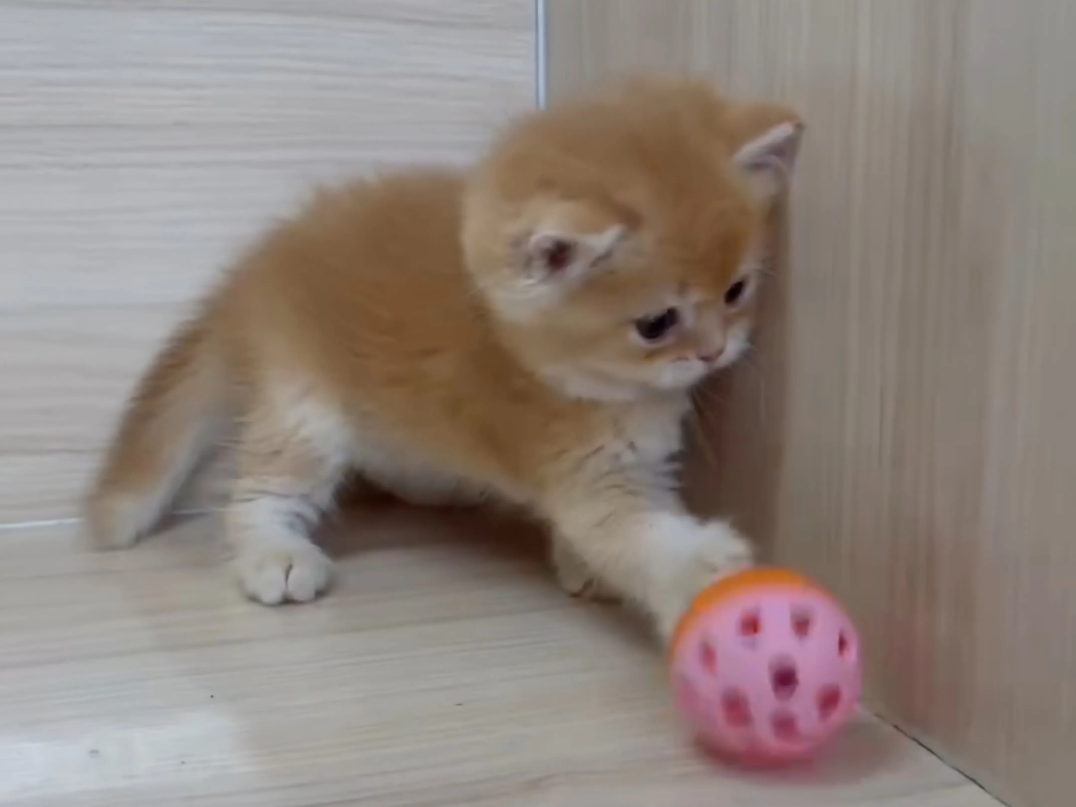 紅金英短弟弟 (已找到家人)