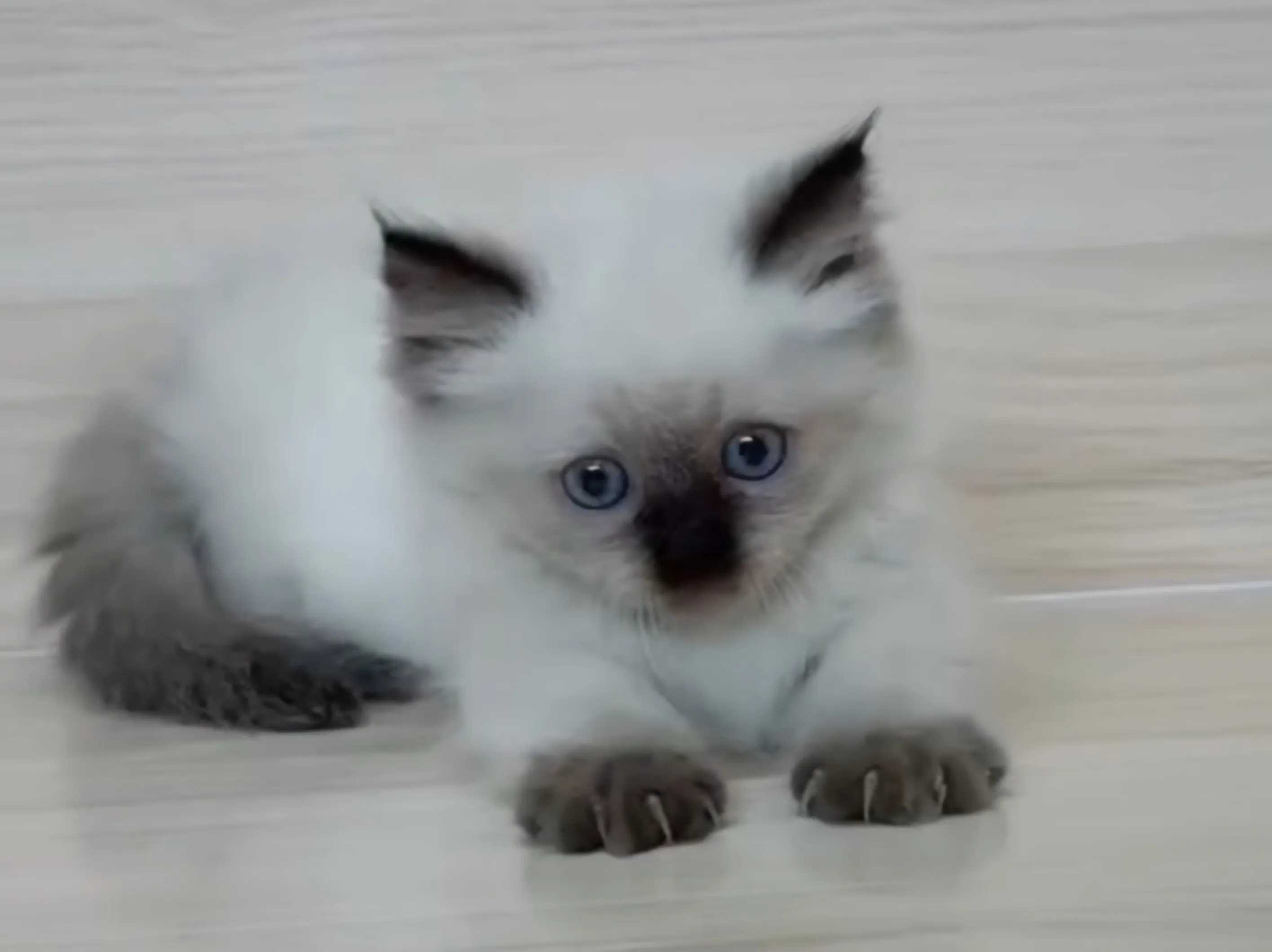 重點布偶小部舞曲妹妹