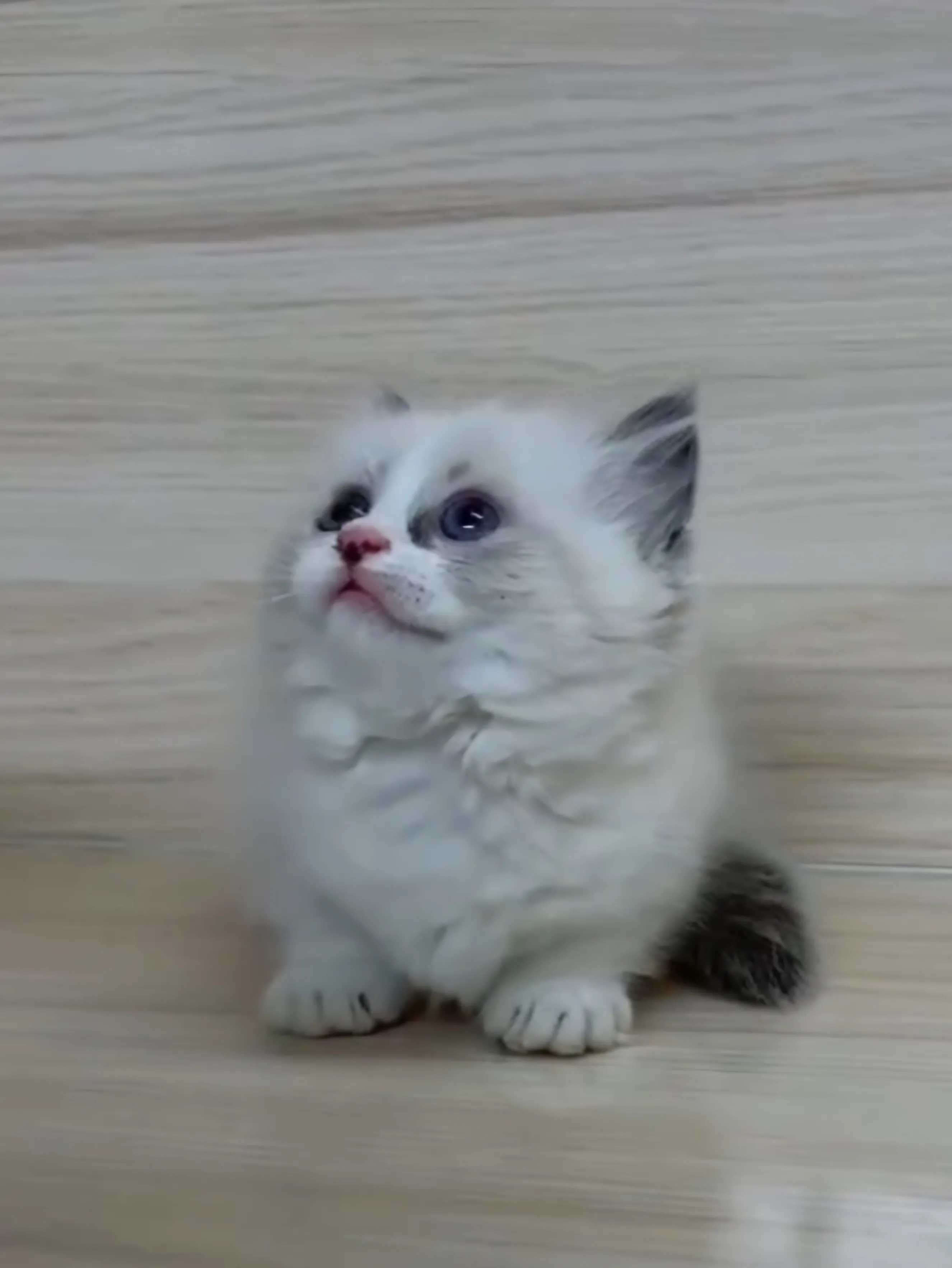 海雙布偶小布舞曲妹妹