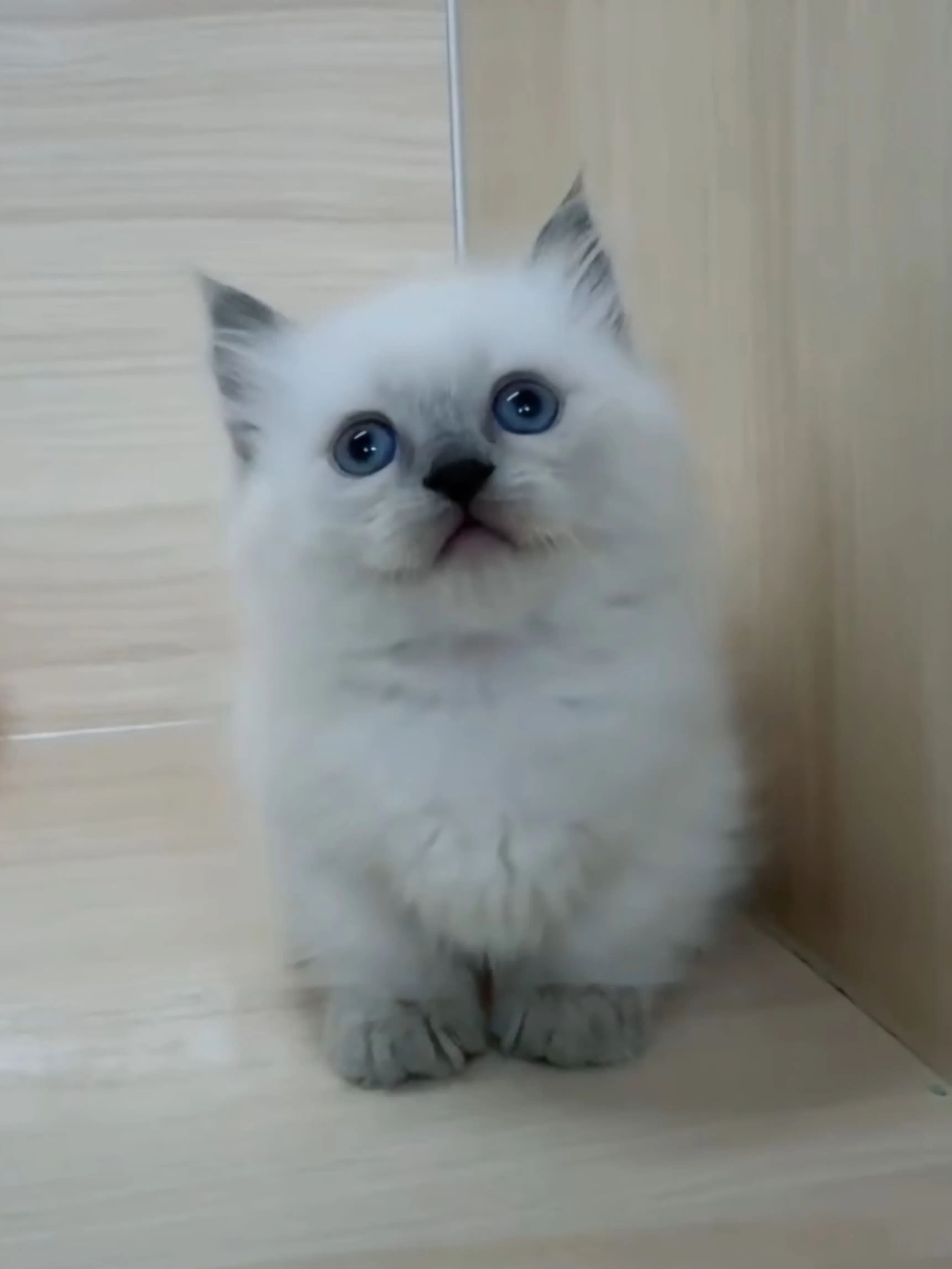 藍重點布偶小部舞曲妹妹 (已找到家人)