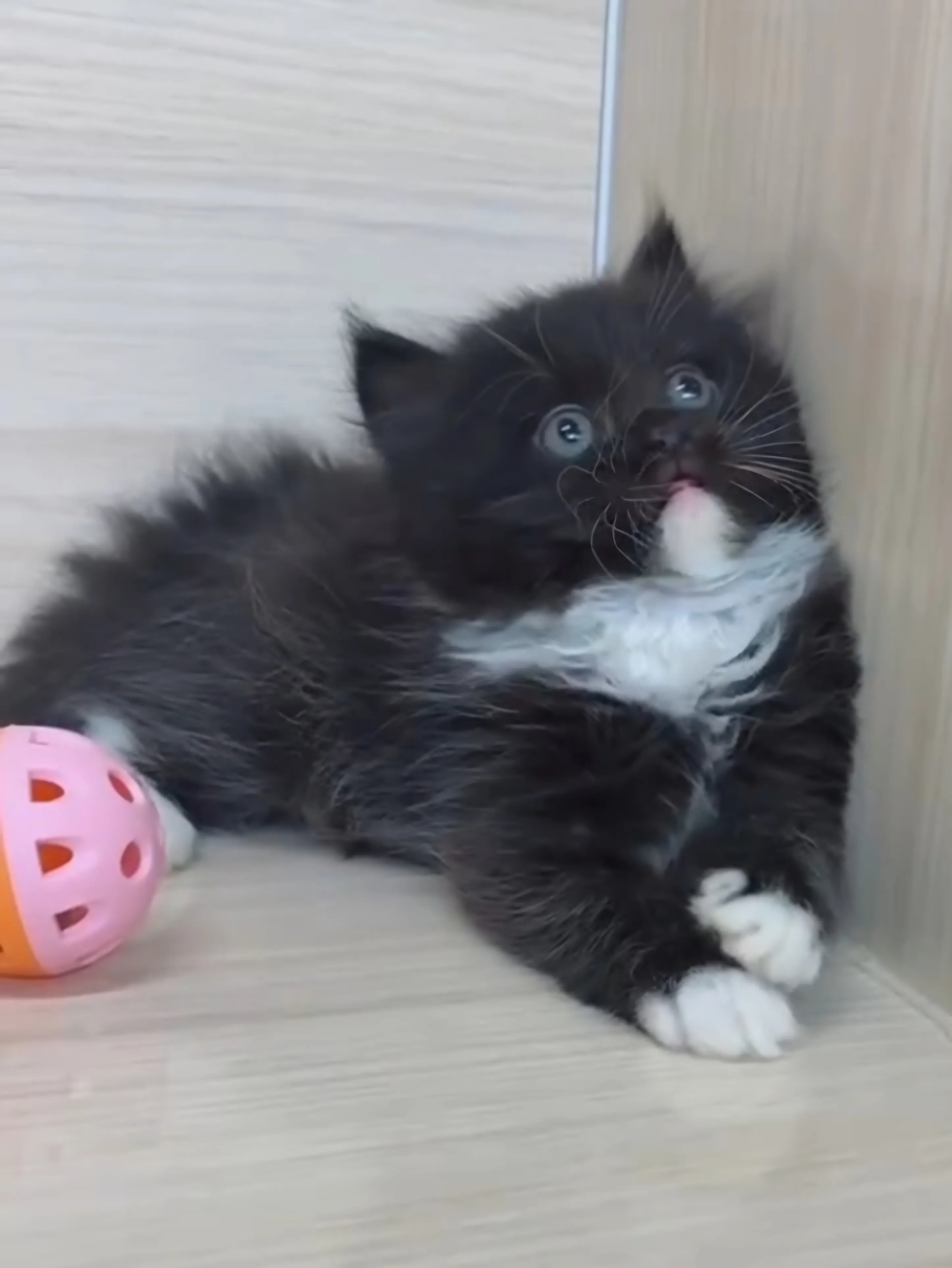 黑白英長妹妹 (已找到家人)