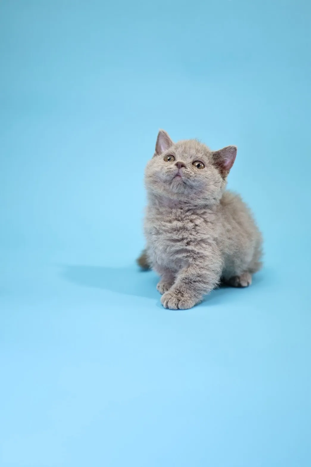 塞爾凱克卷毛短腳弟弟