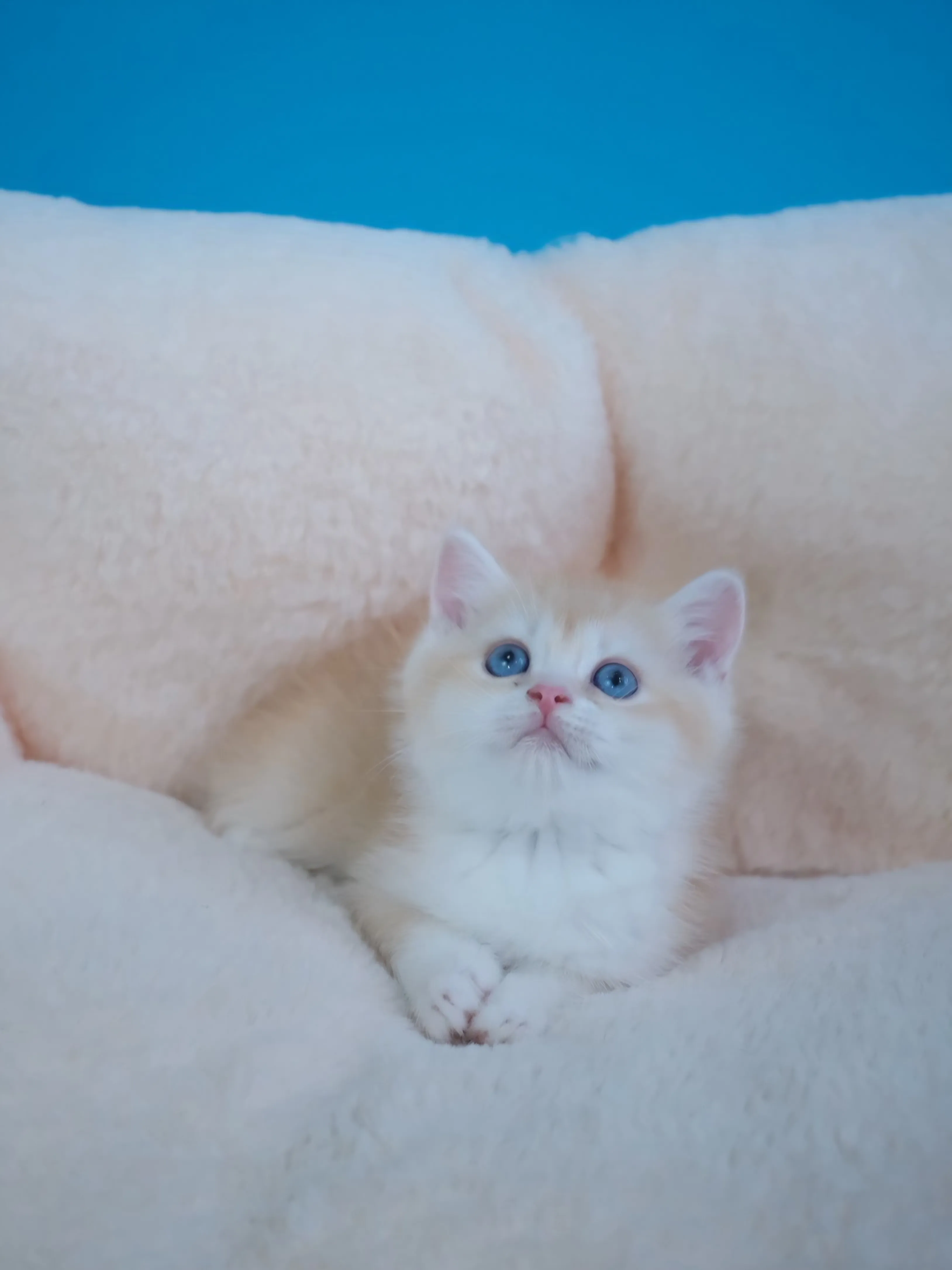 奶茶金英短弟弟