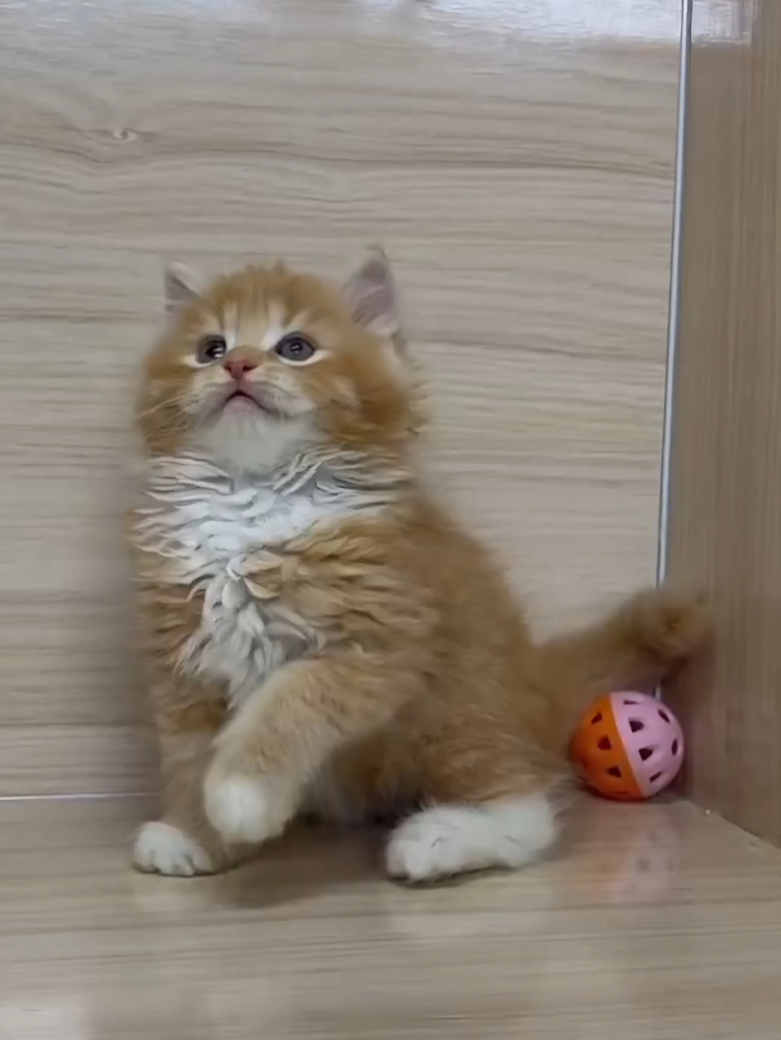 橘白英長弟弟 (已找到家人)