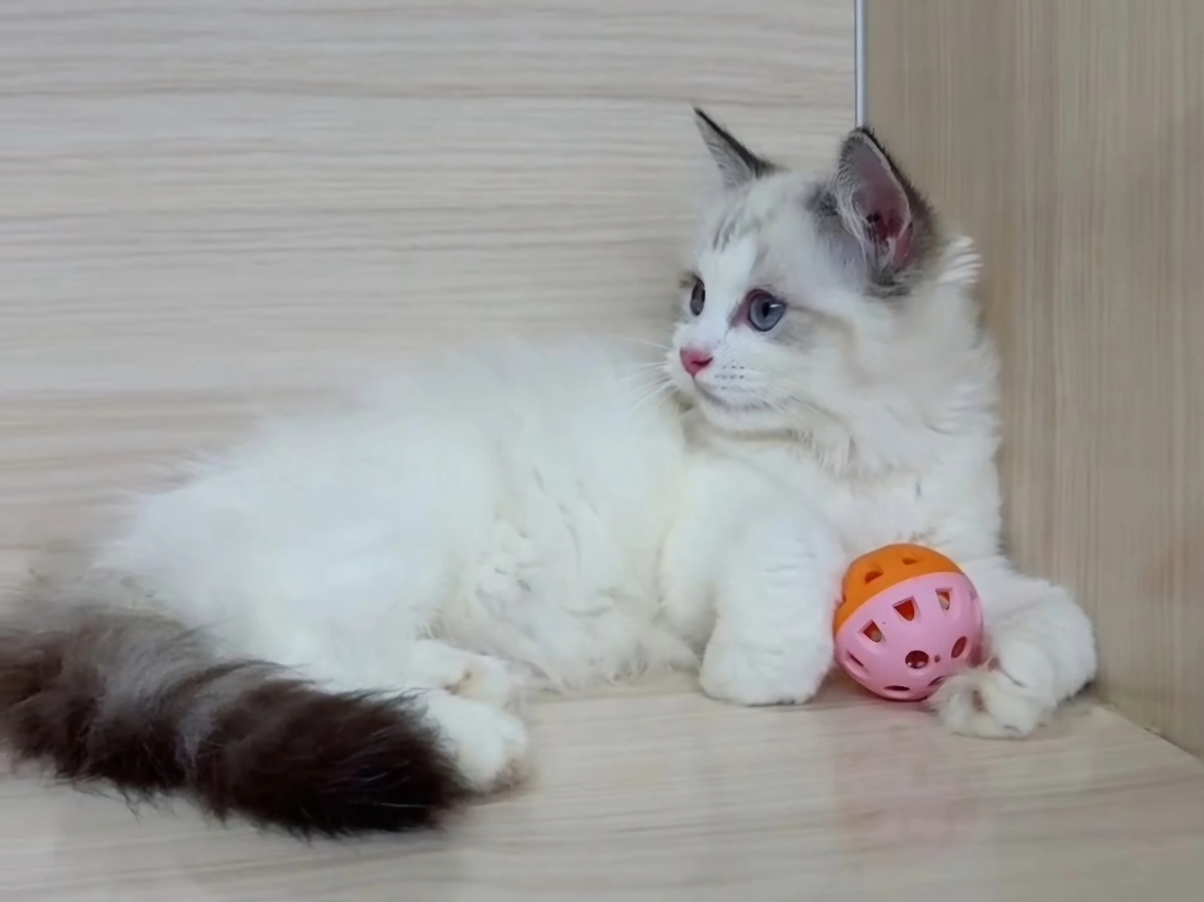 海山雙布偶妹妹 