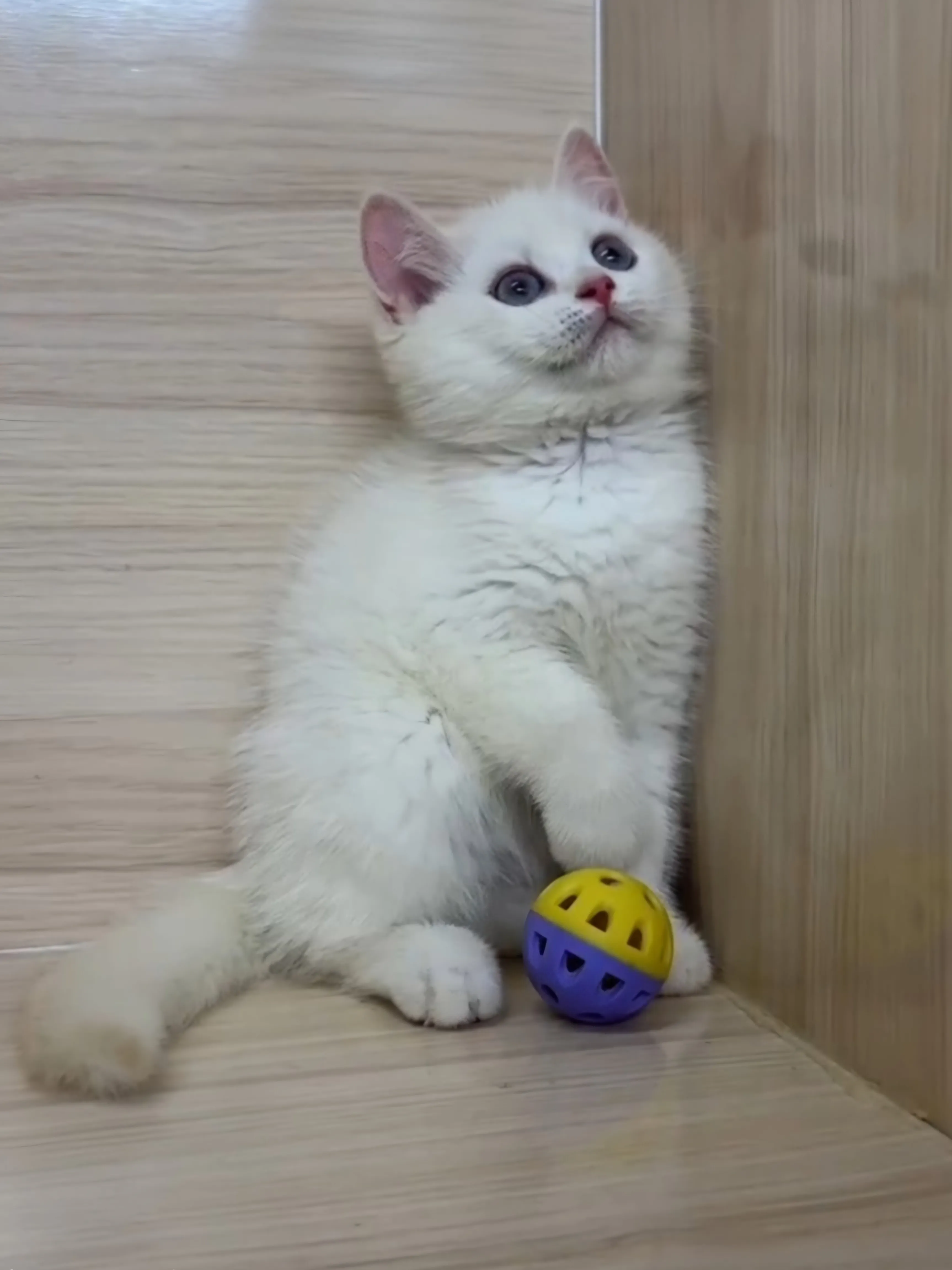 奶油重點英短弟弟