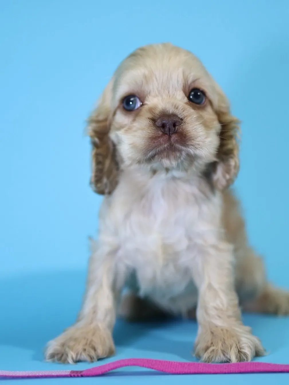 奶油美系可卡妹妹