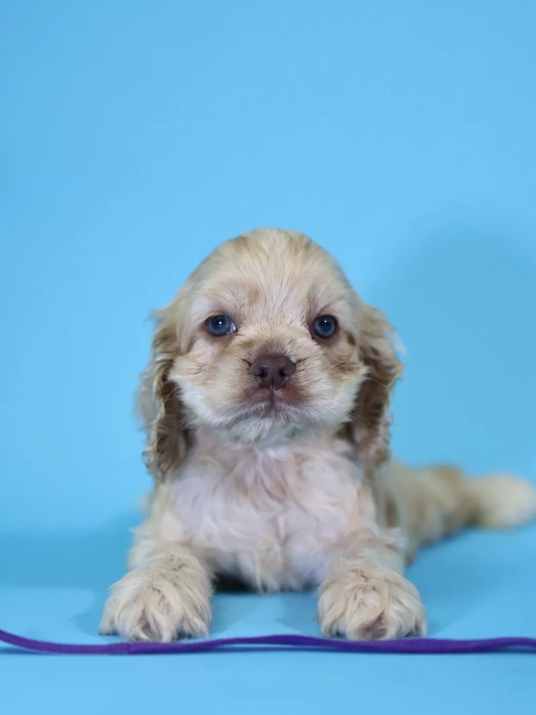 奶油美系可卡妹妹