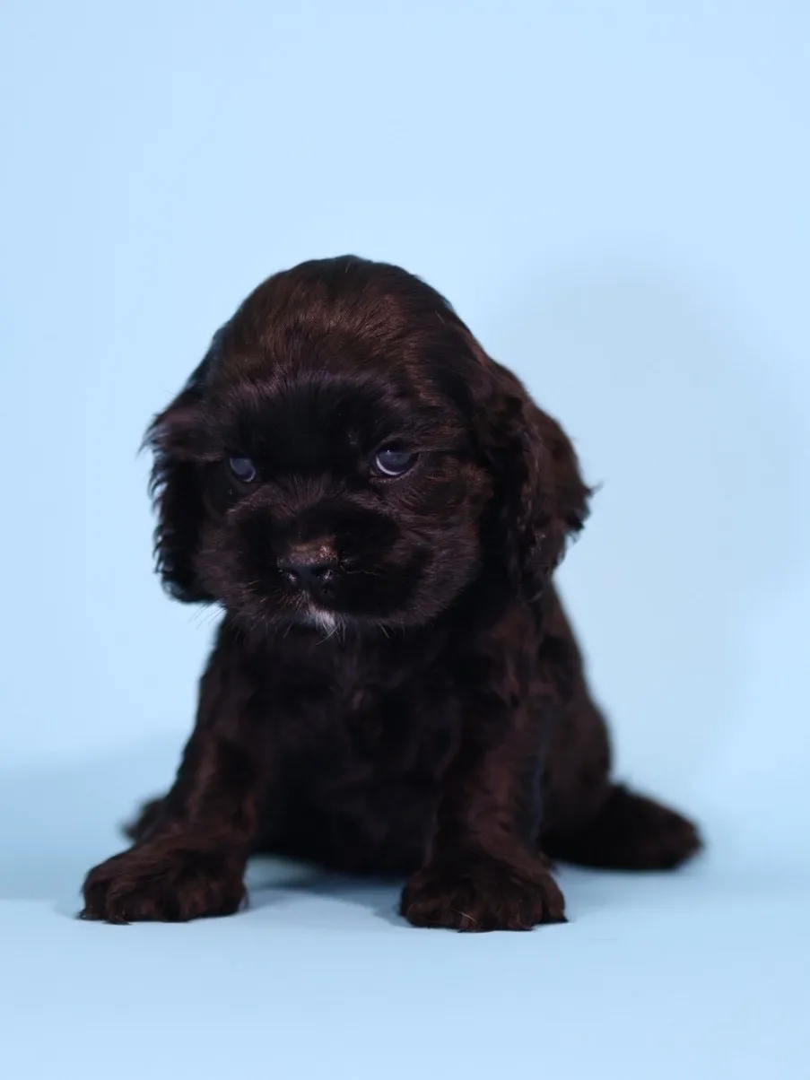 黑美系可卡妹妹