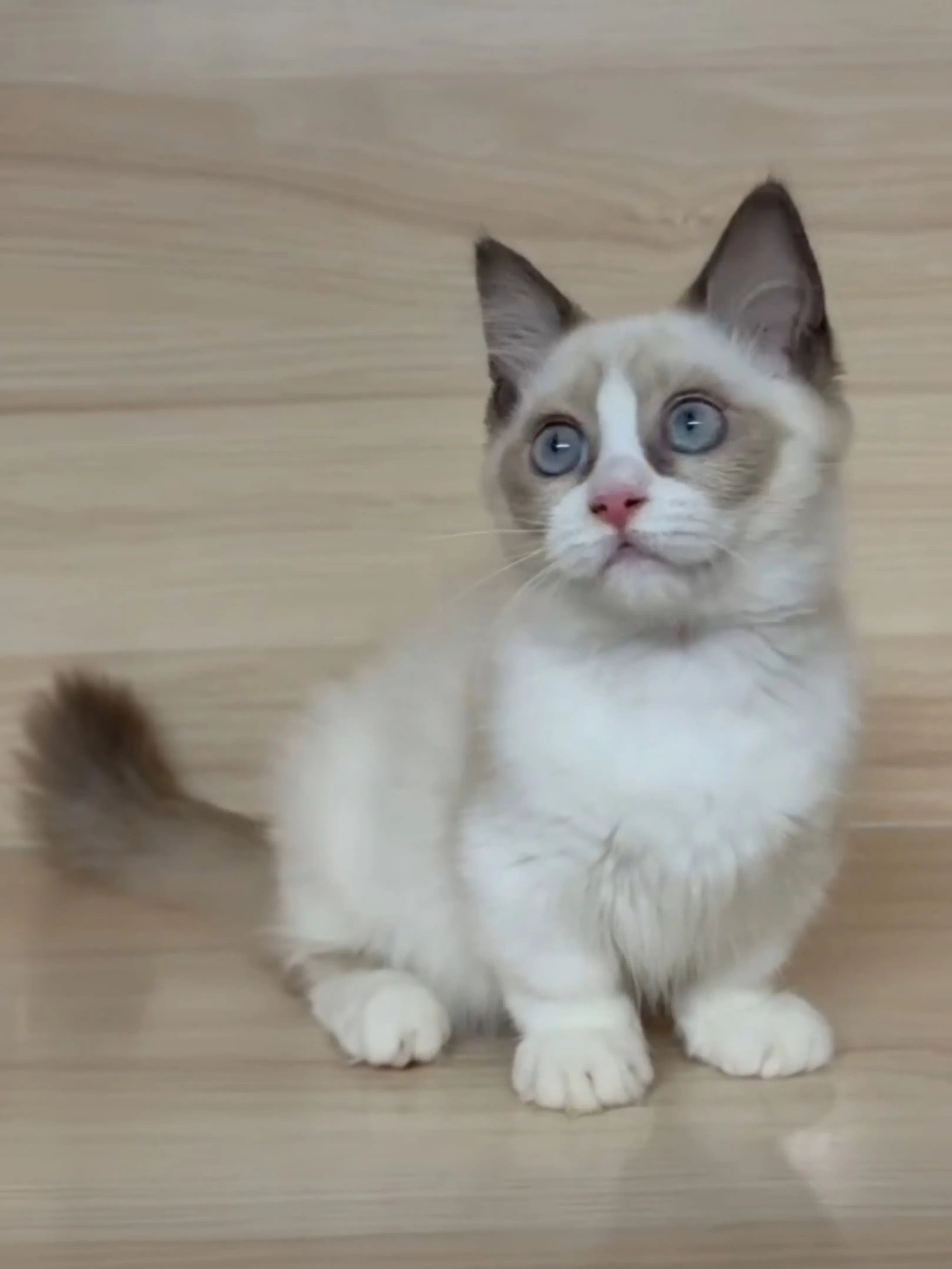 海雙布偶小布舞曲妹妹