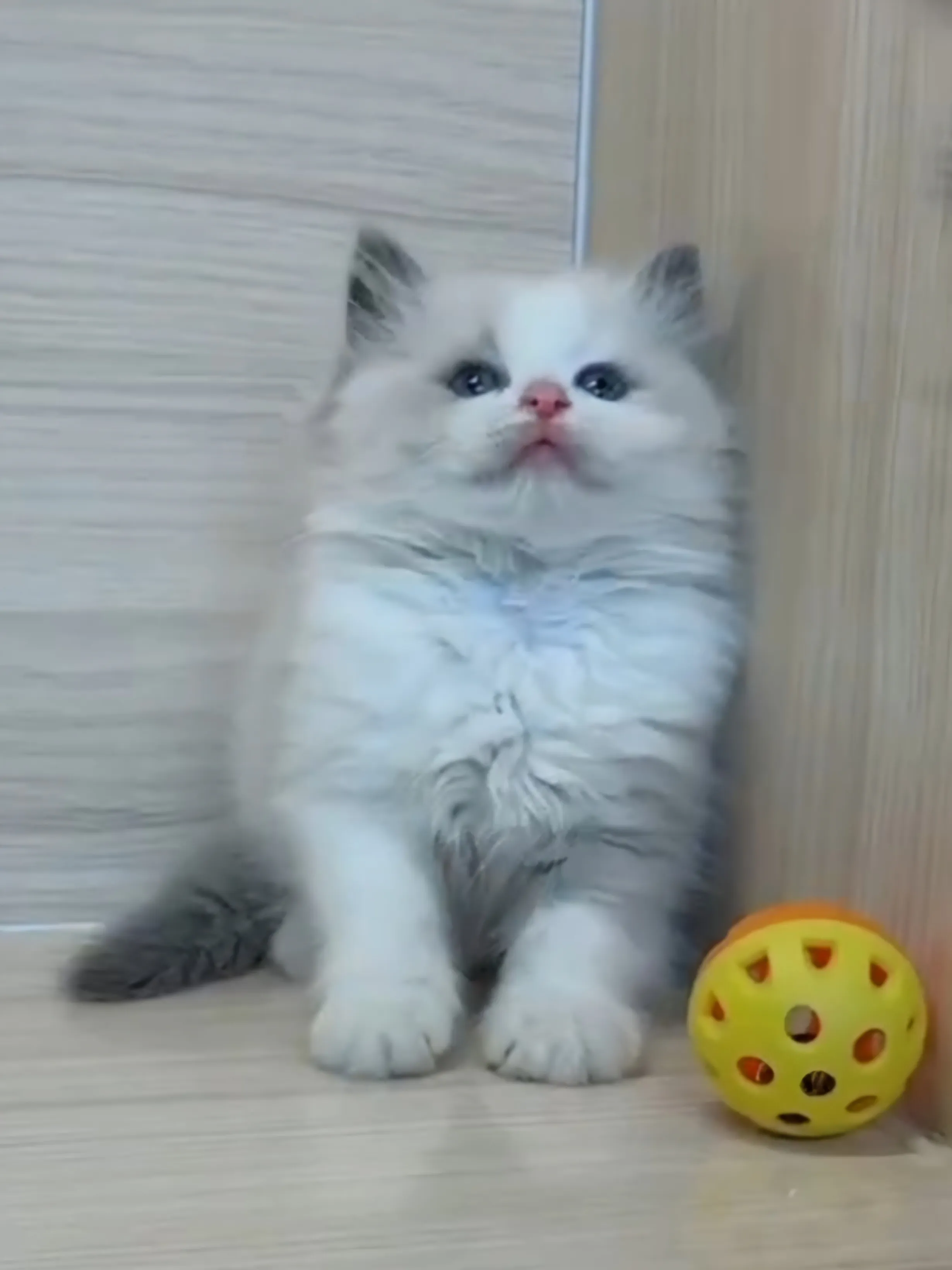 藍雙布偶妹妹 (已找到家人)