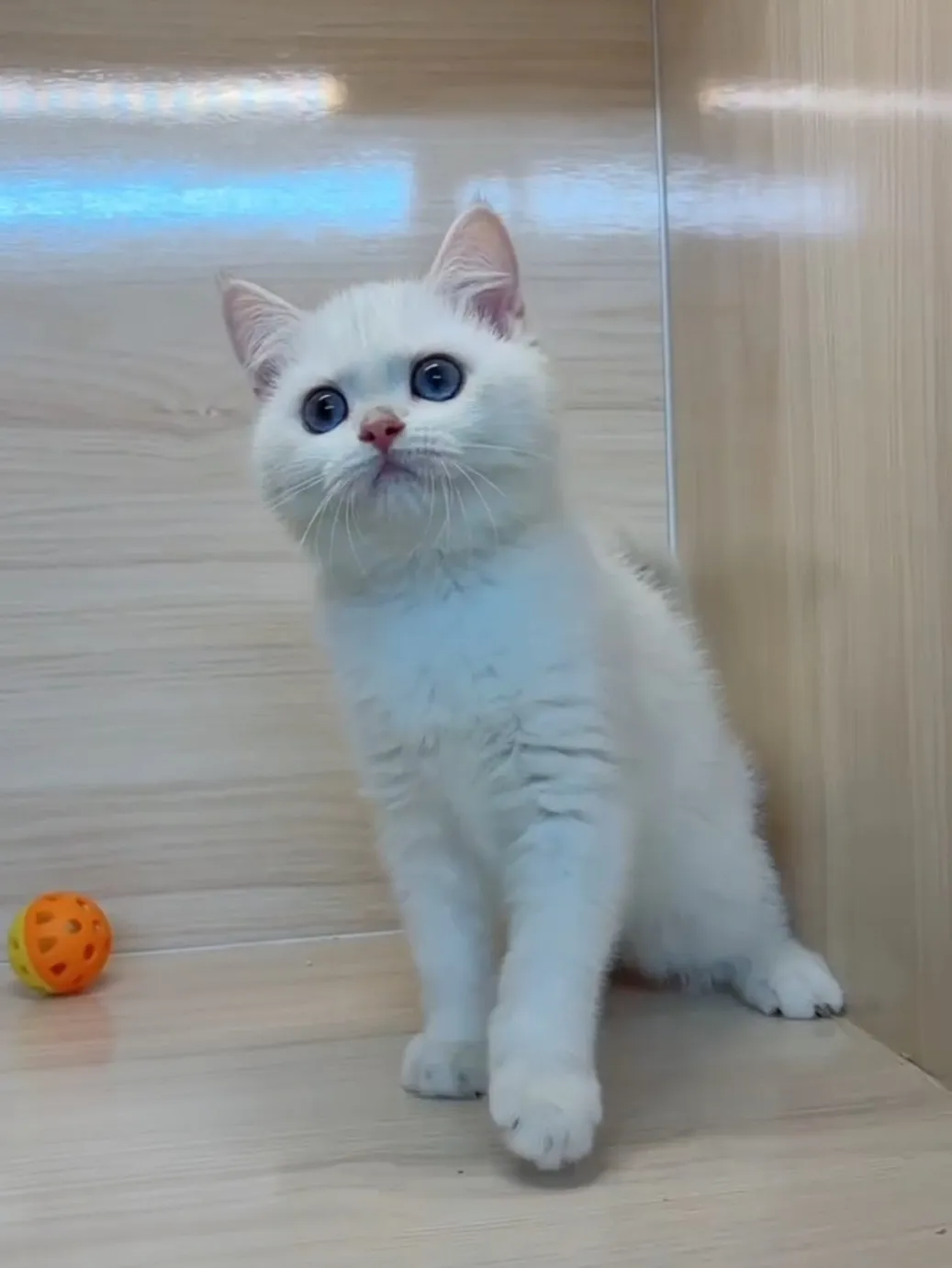 金點英短妹妹 (已找到家人)