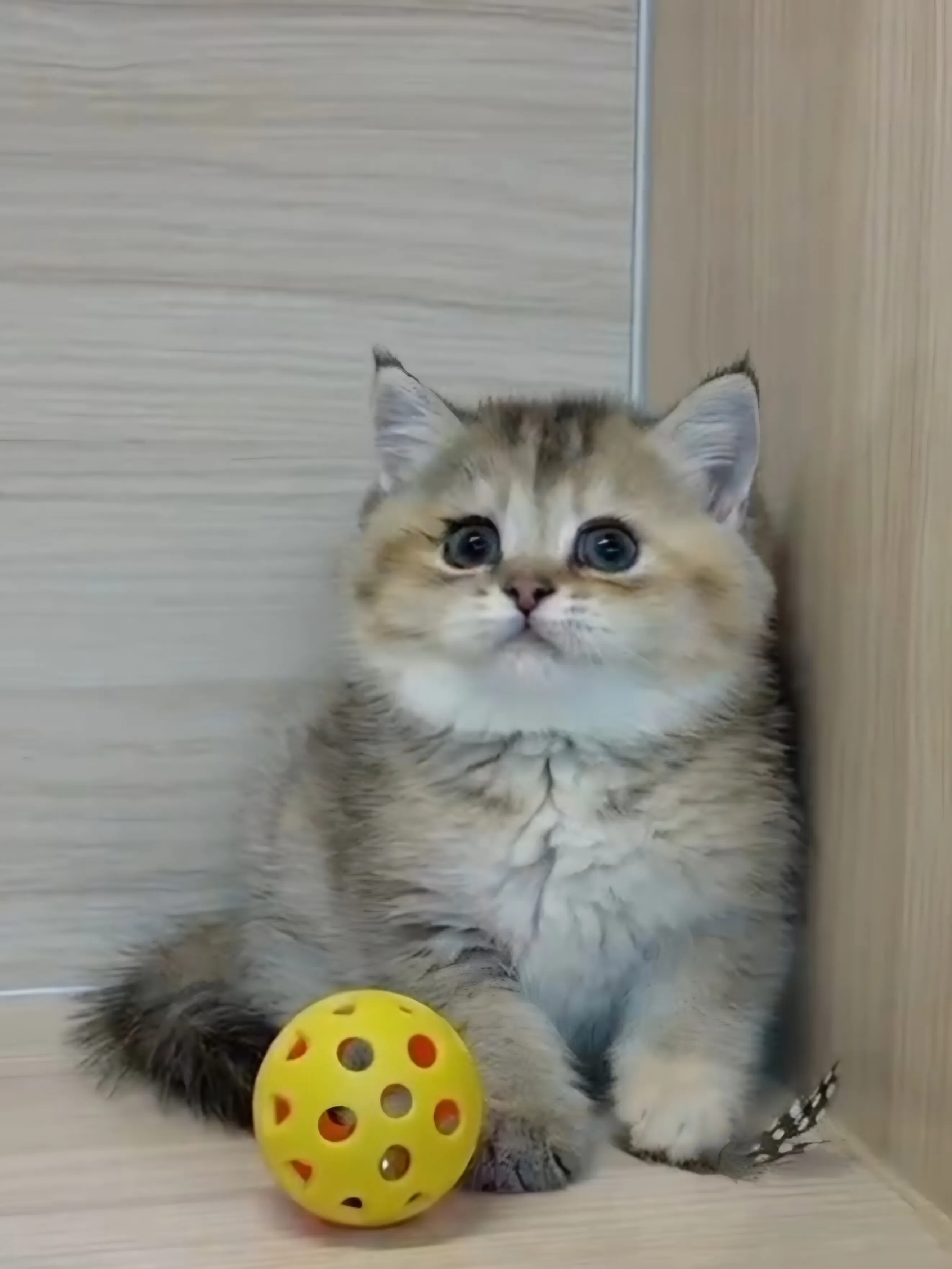 黑金漸層妹妹 (已找到家人) 