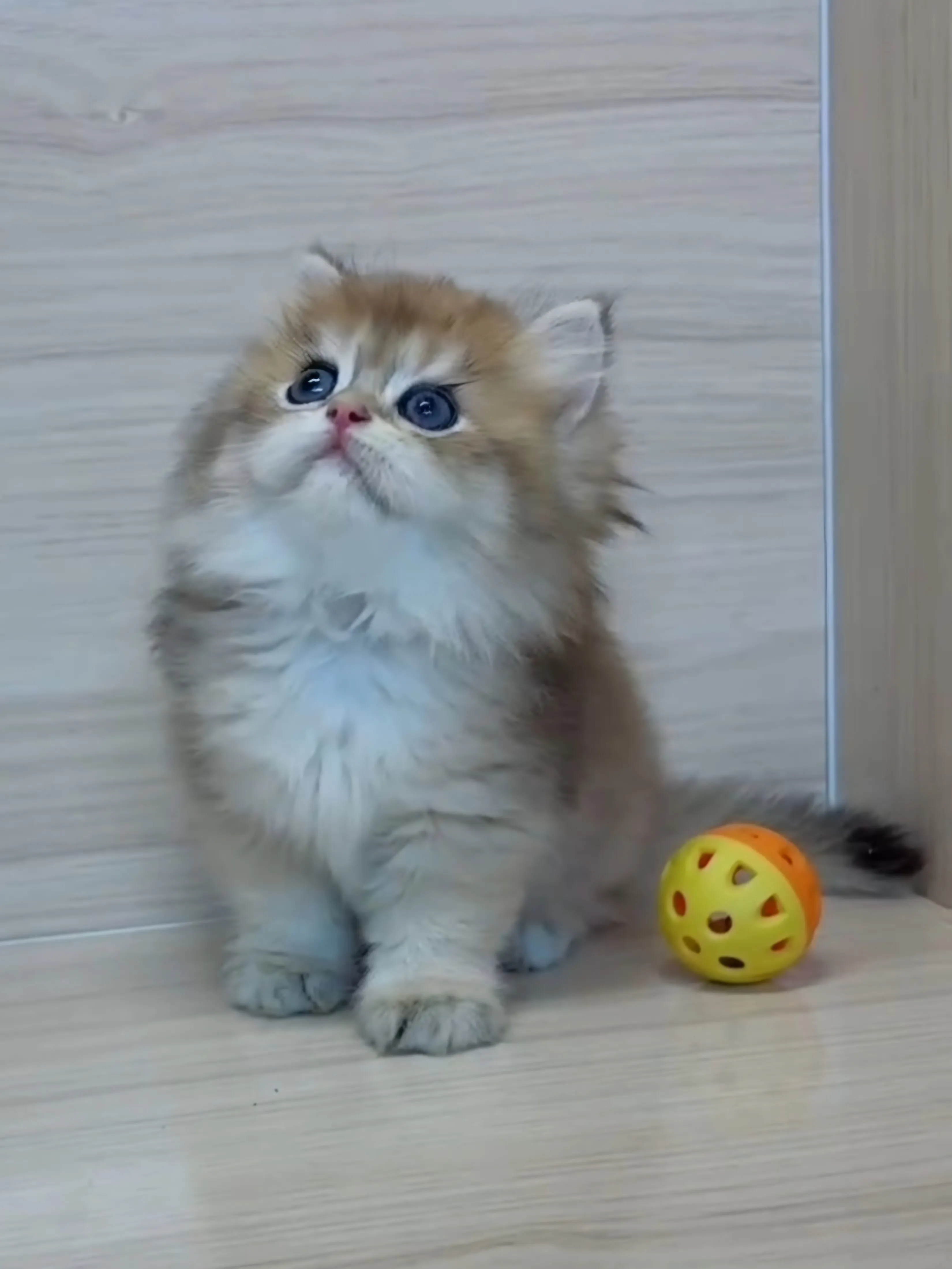 長毛金漸層弟弟 (已找到家人)