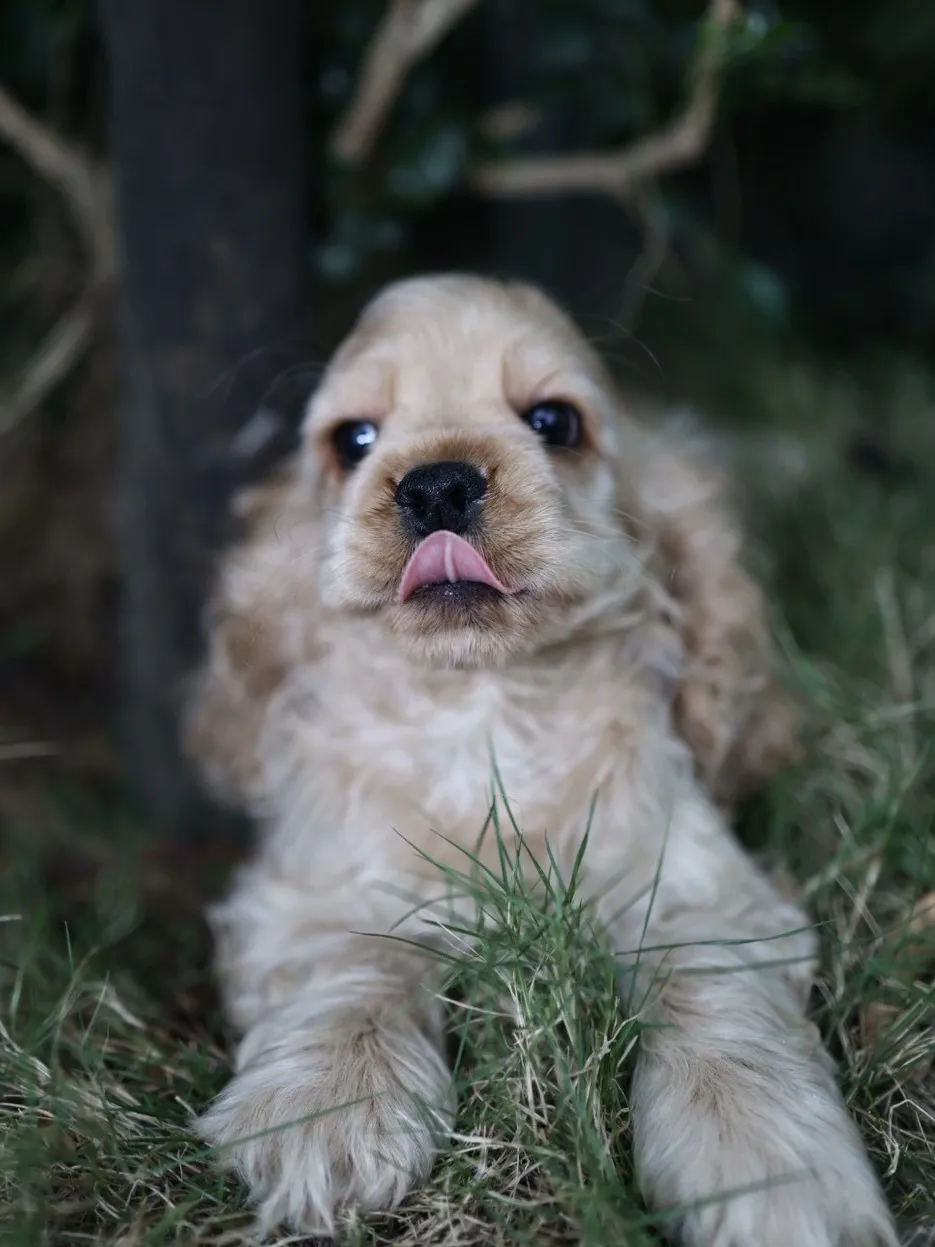 奶油美系可卡妹妹