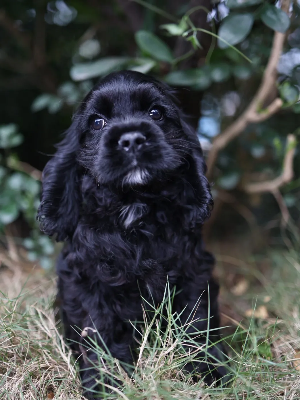 黑美系可卡妹妹