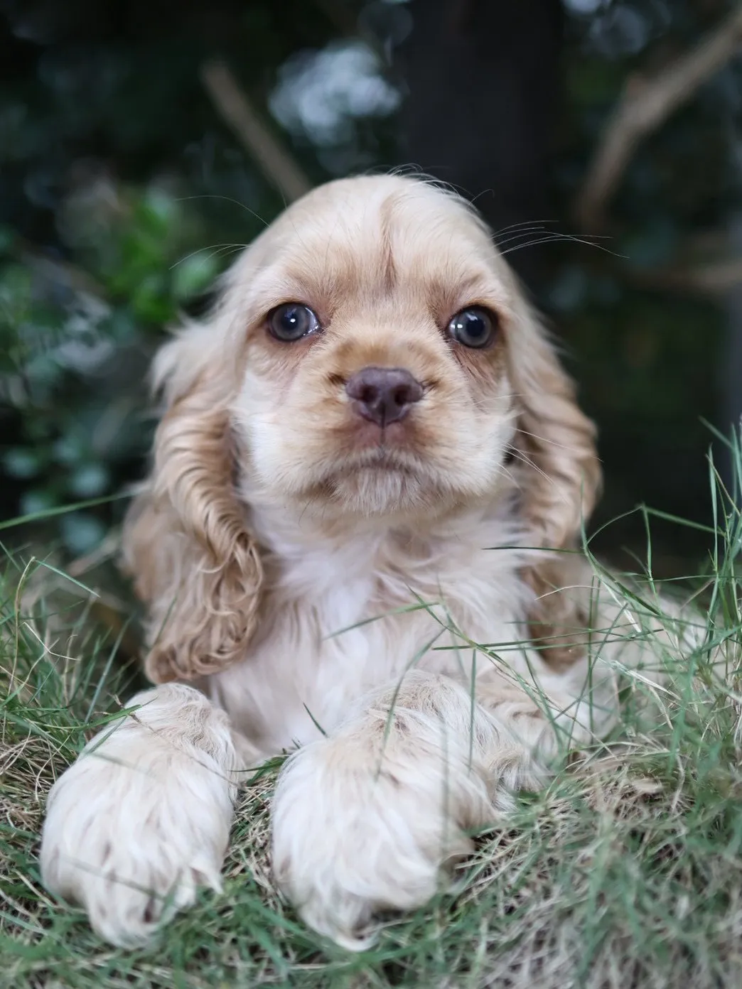 奶油美系可卡妹妹