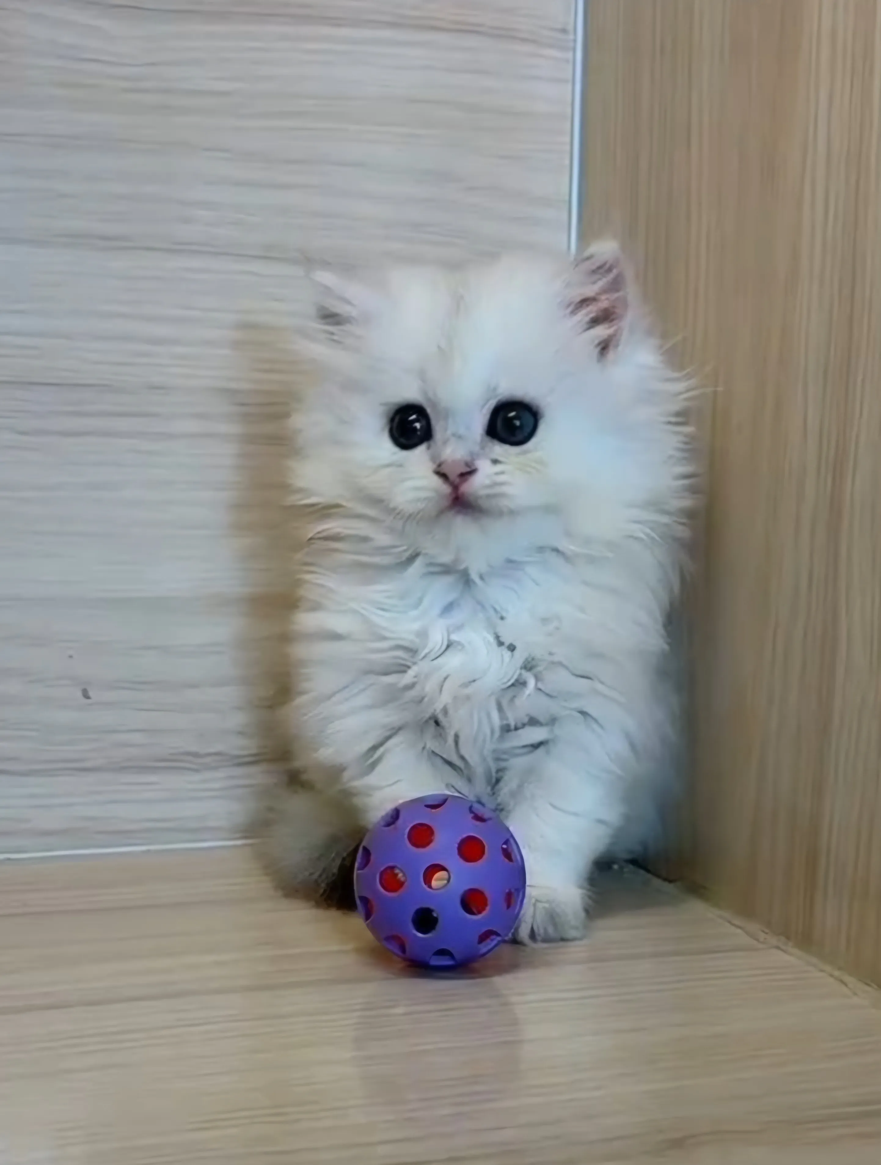 金銀花漸層英長妹妹