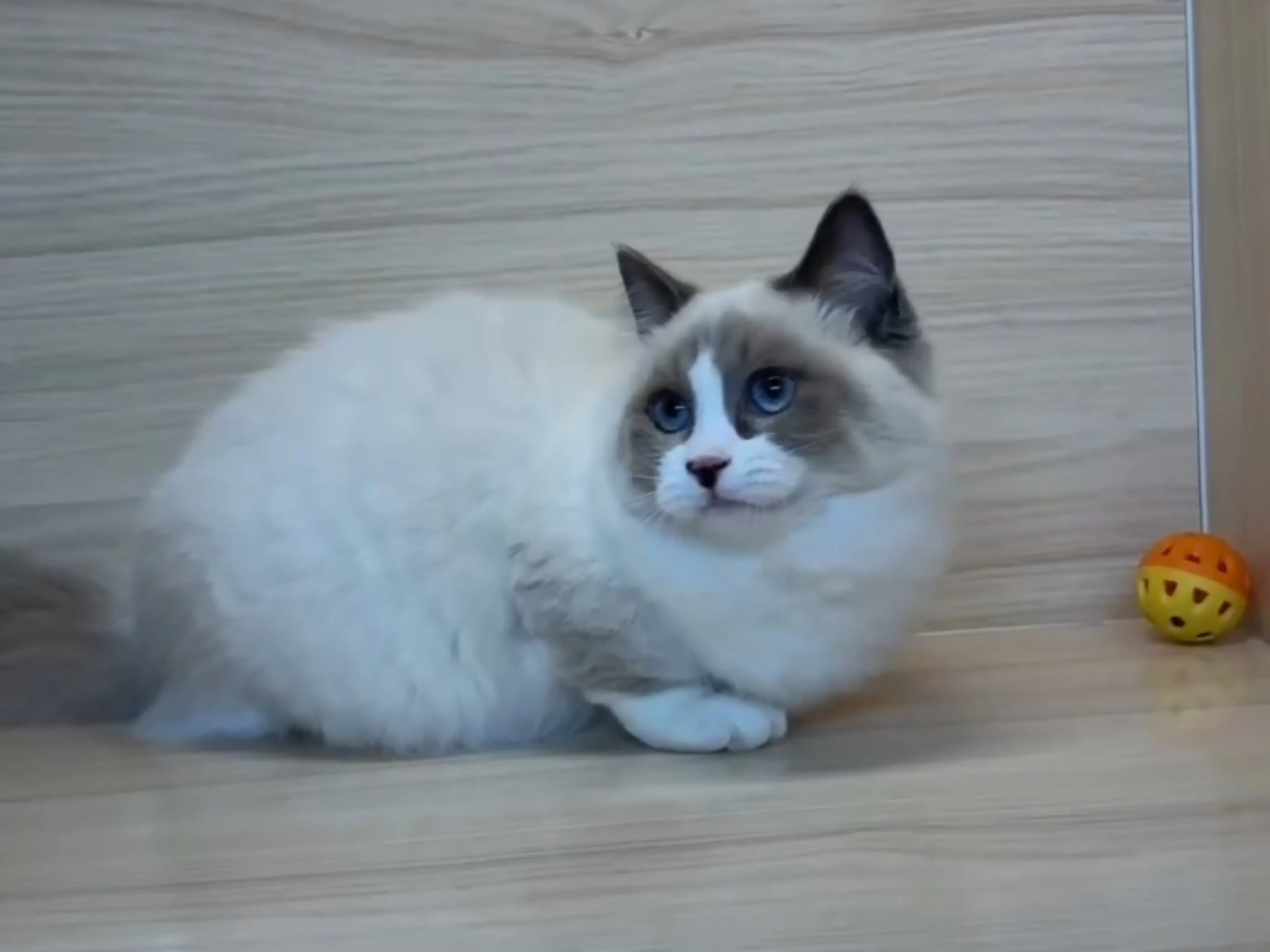 海雙小步舞曲妹妹