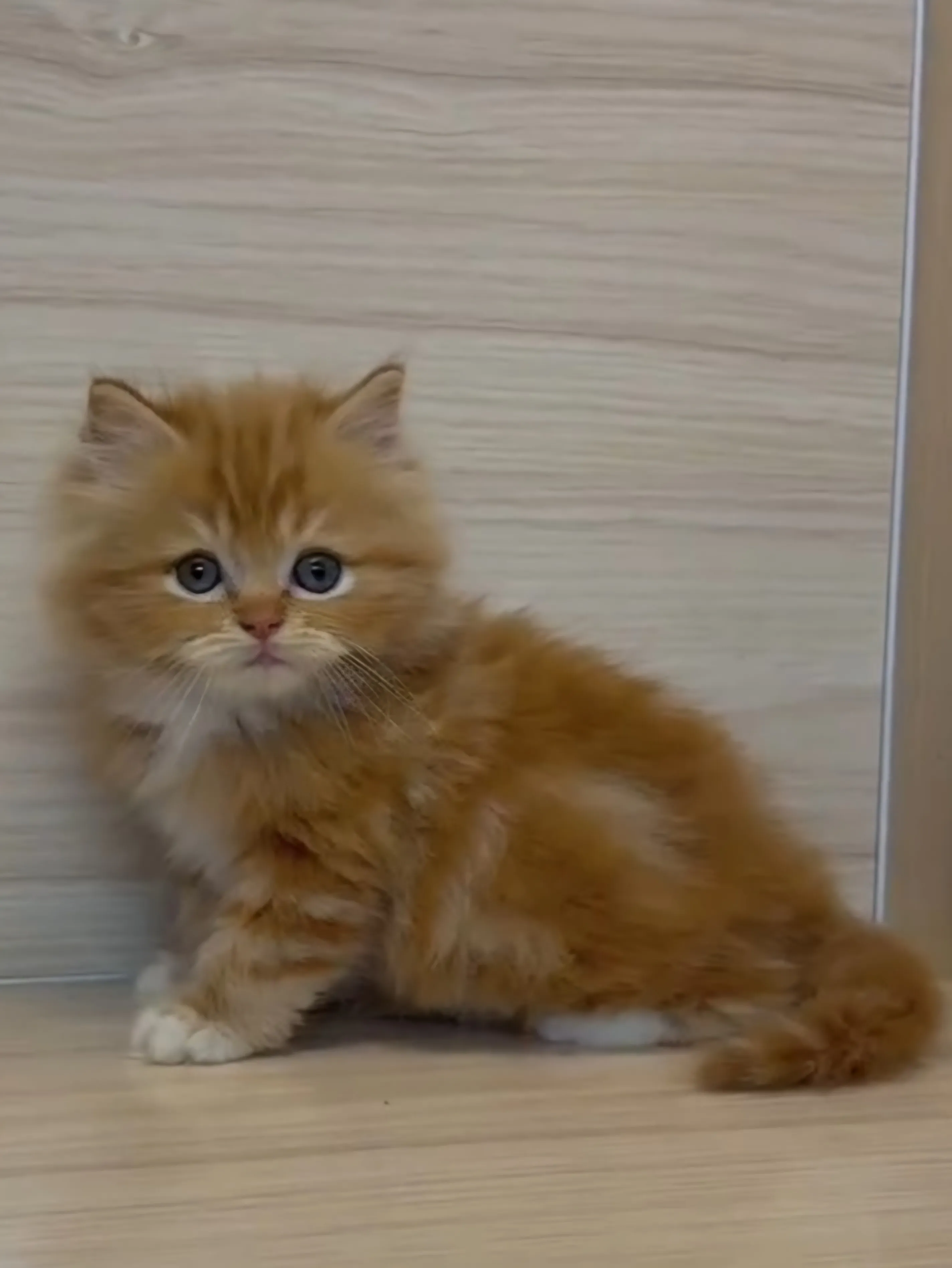 橘白英長弟弟 (已找到家人)