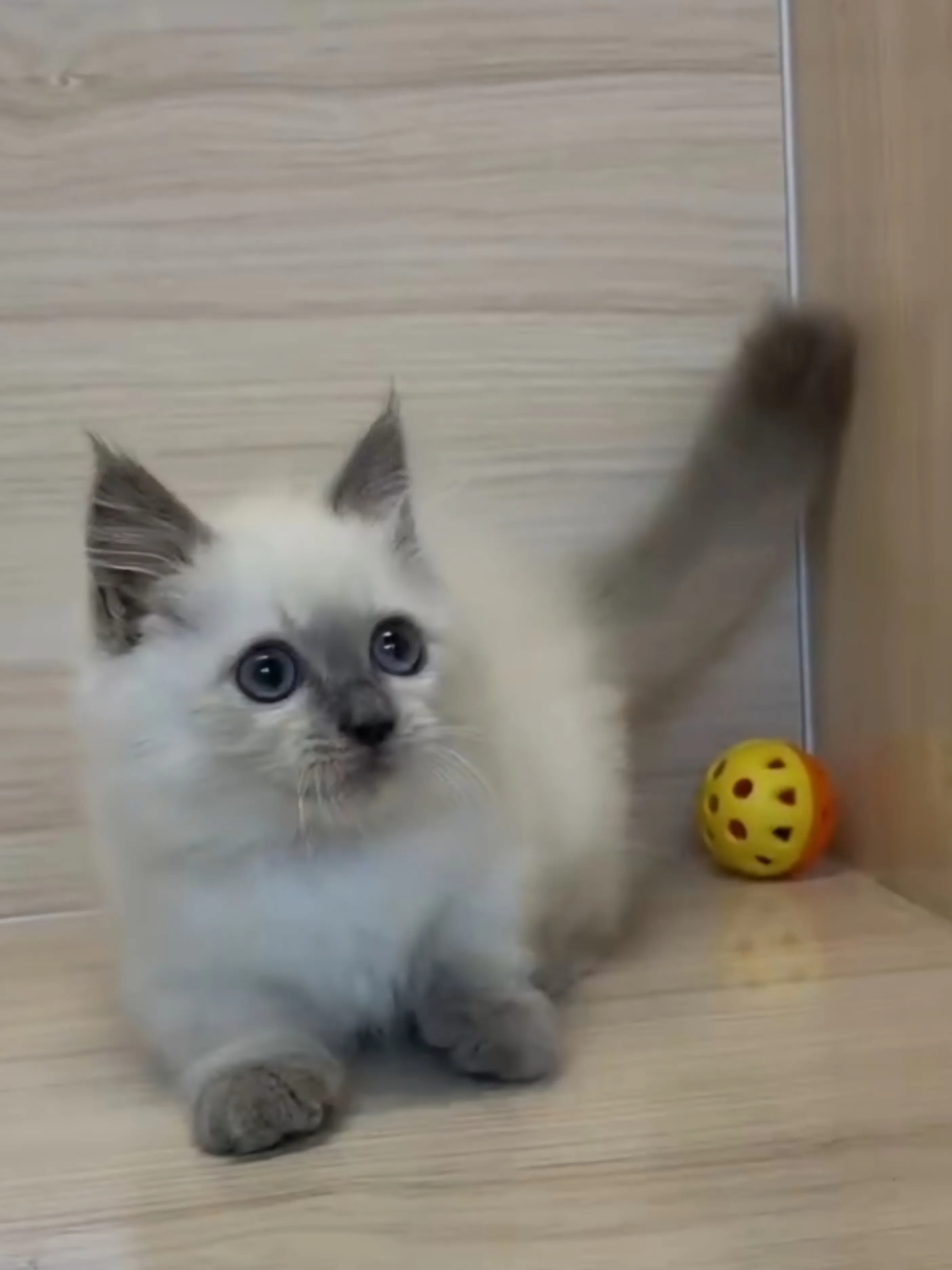 藍重點小部舞曲妹妹