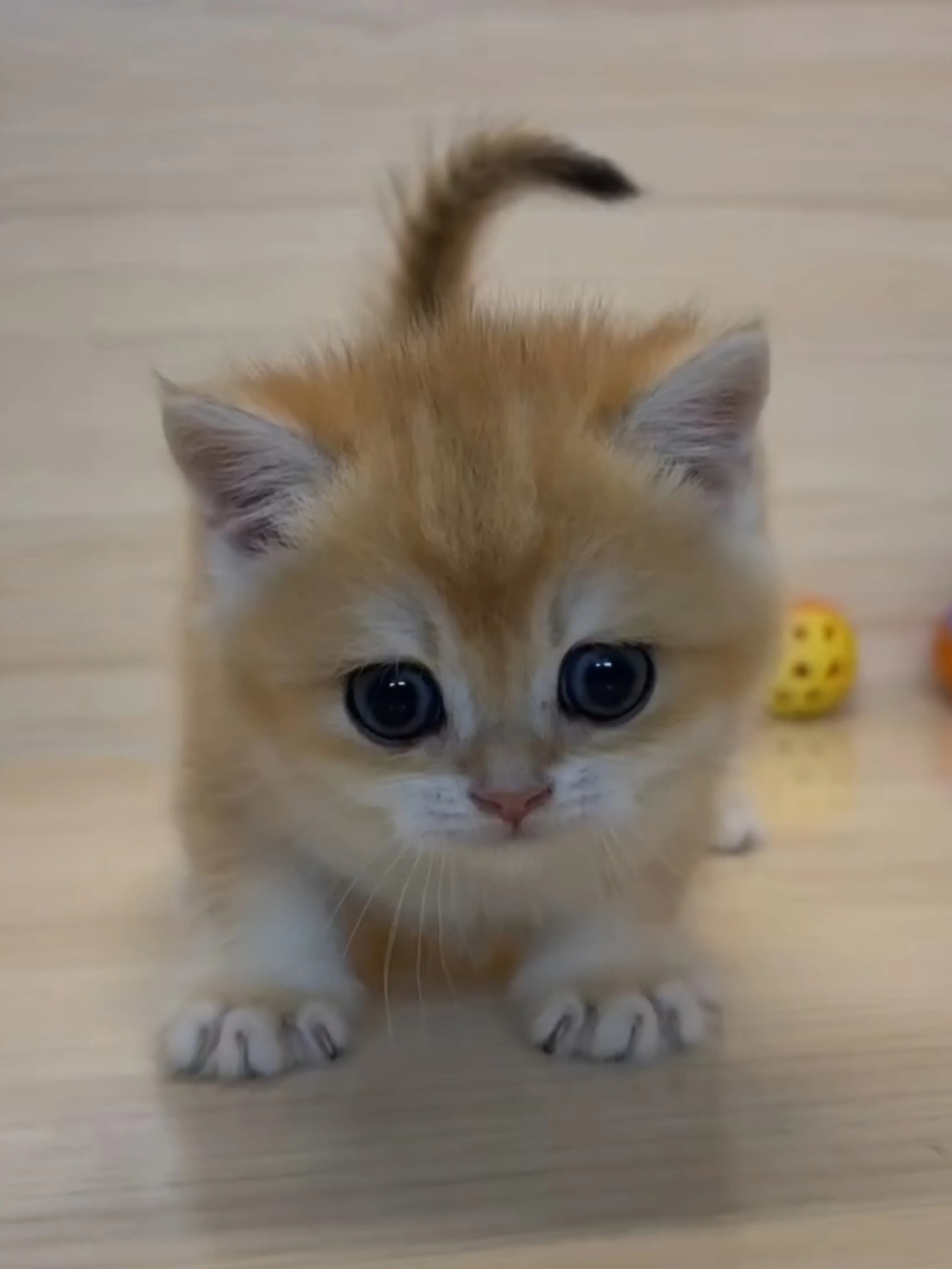 金漸層妹妹 (已找到家人)