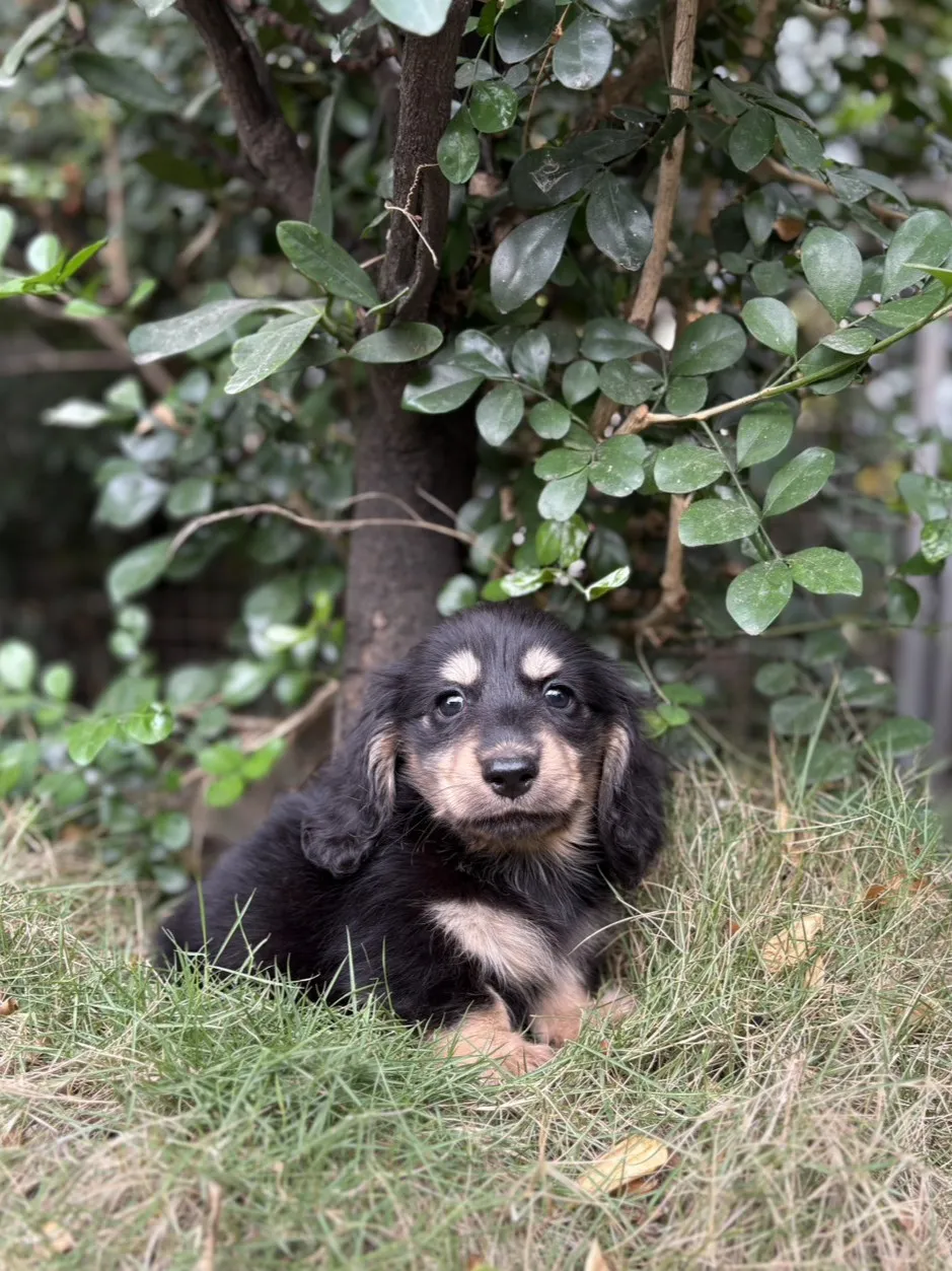 臘腸黑奶弟弟 (已找到家人)