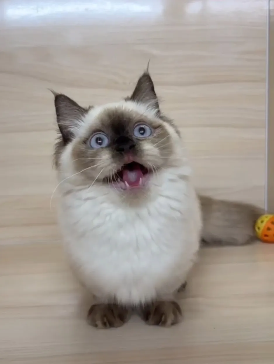 海豹重點小步舞曲妹妹