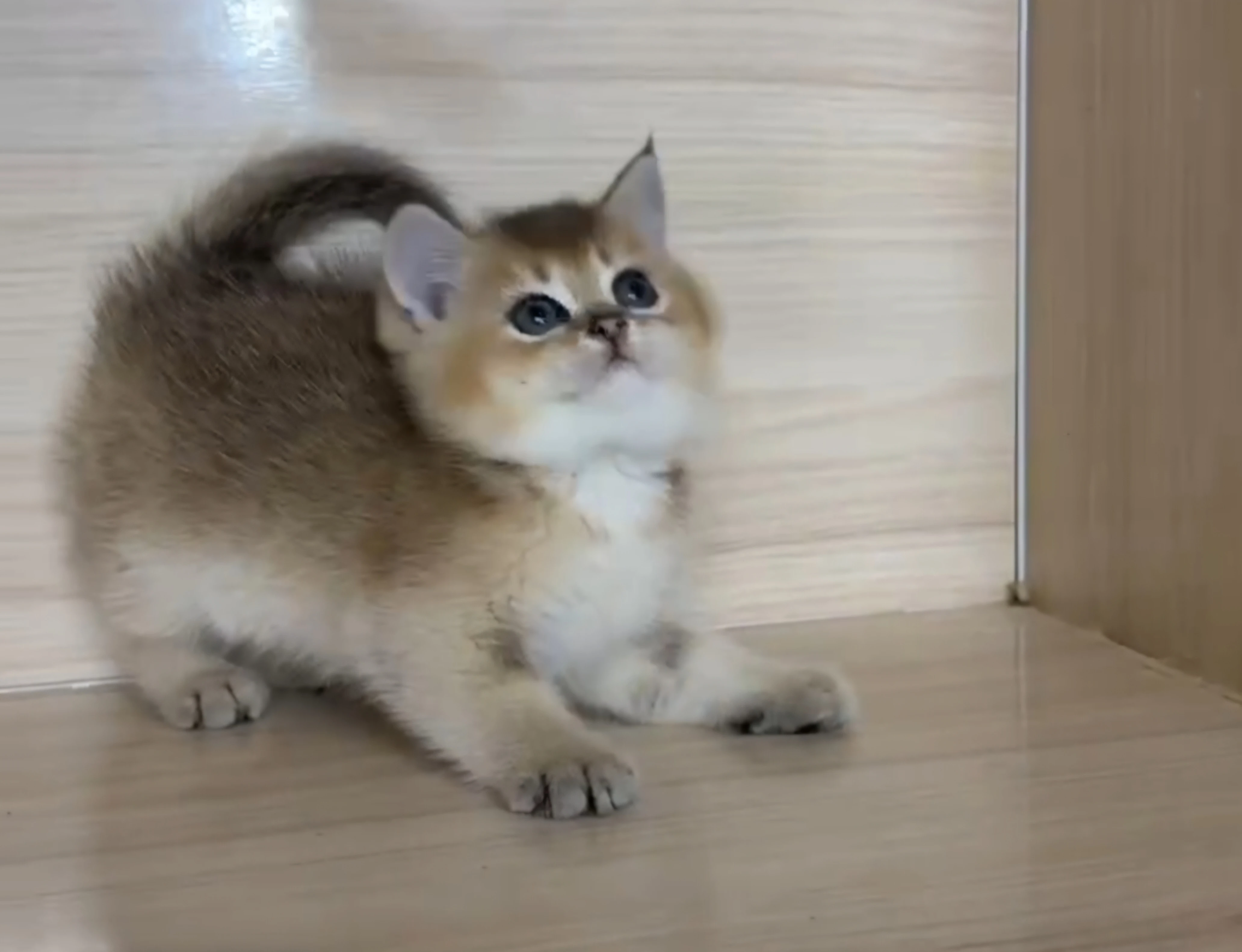 黑金漸層弟弟