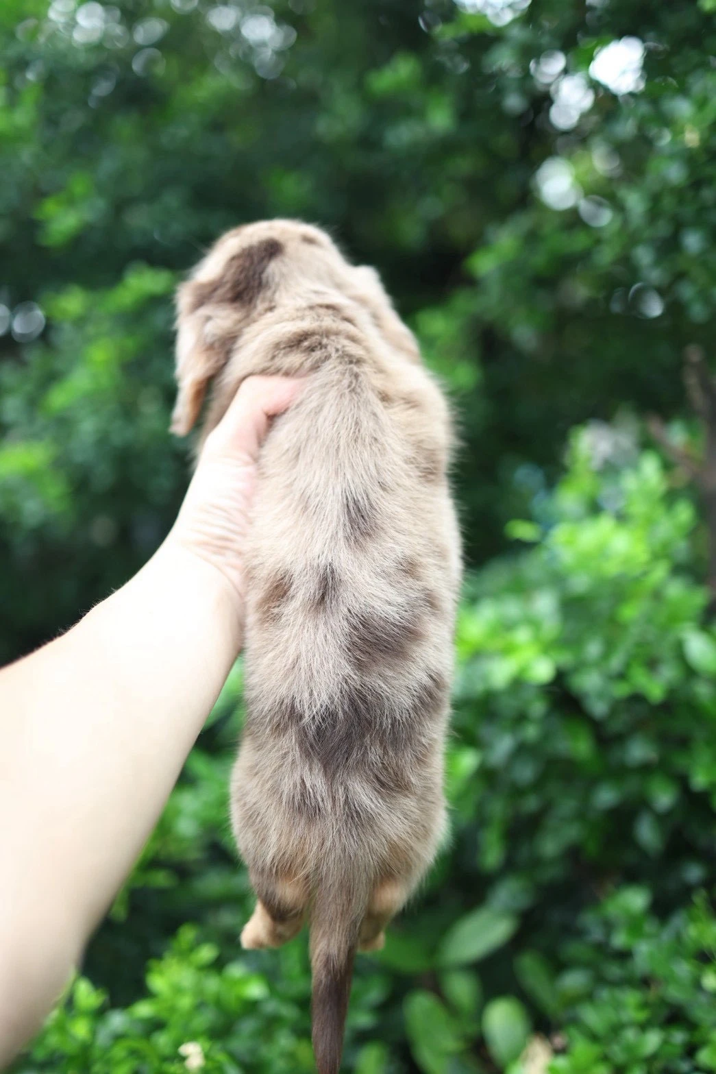 長毛臘腸巧花奶妹妹