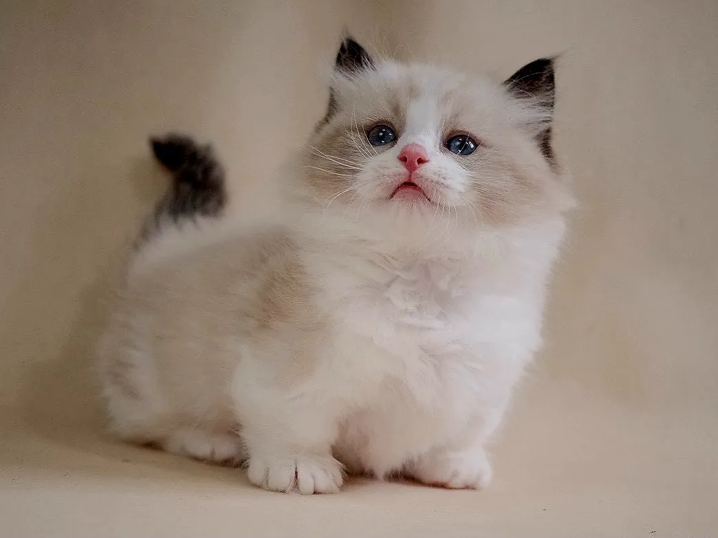 布偶海雙超短腳弟弟 