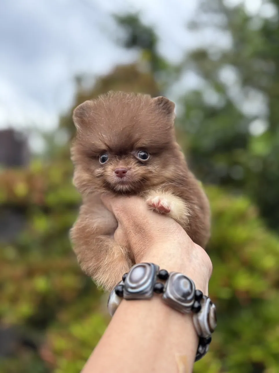 巧花奶博美弟弟 (已找到家人)