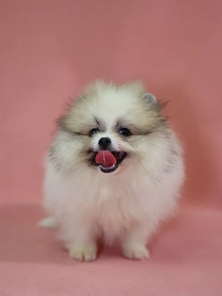 黃白花博美妹妹