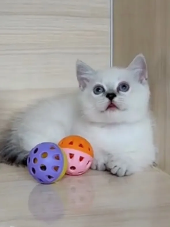 曼赤肯重點弟弟