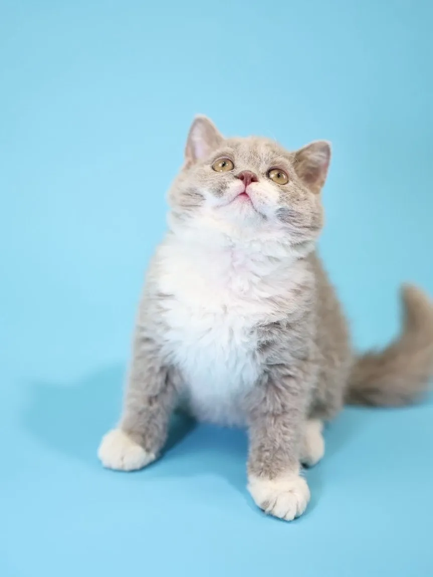 紫丁香加白賽爾凱捲毛弟弟