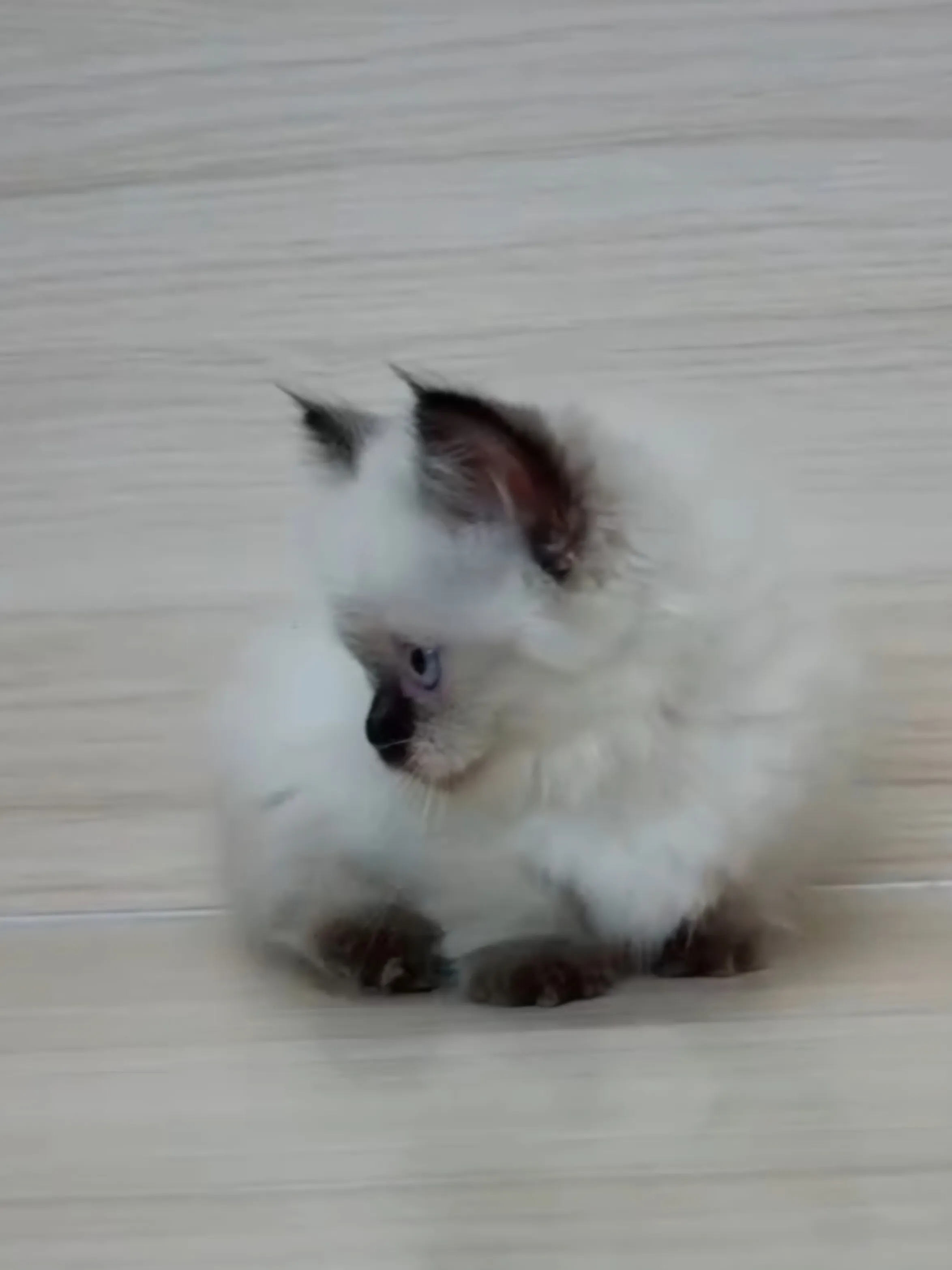 重點布偶小部舞曲妹妹