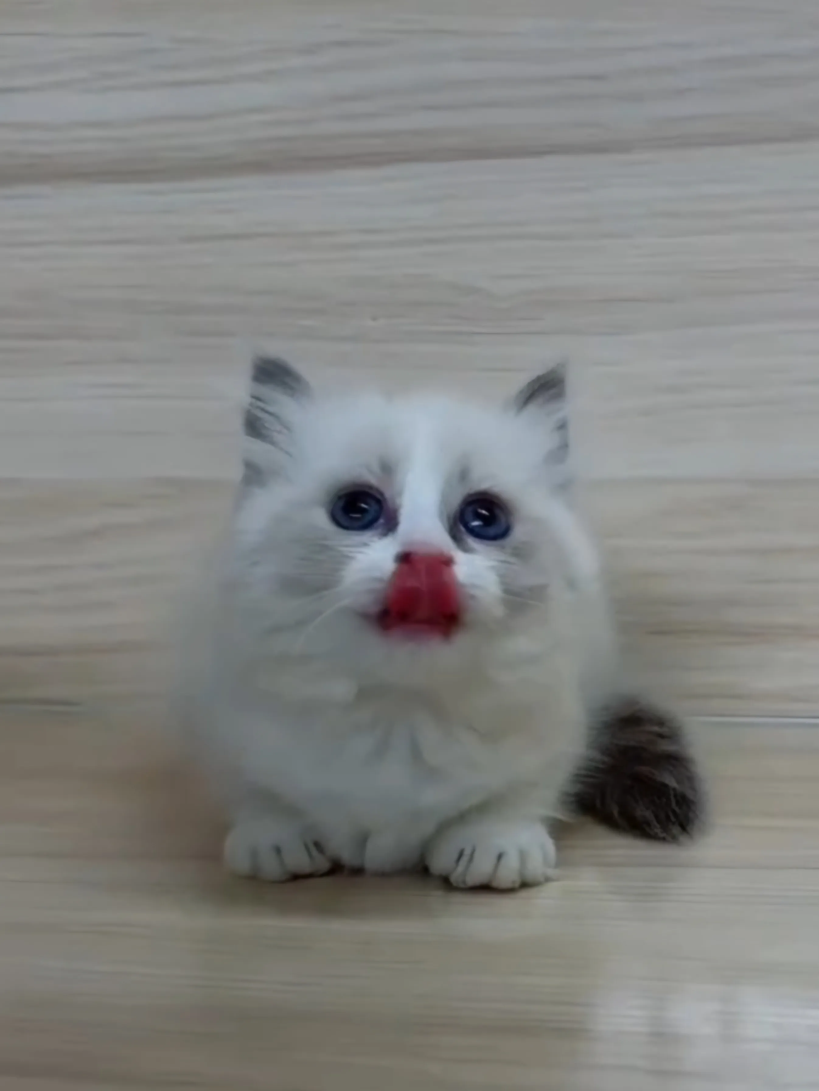 海雙布偶小布舞曲妹妹