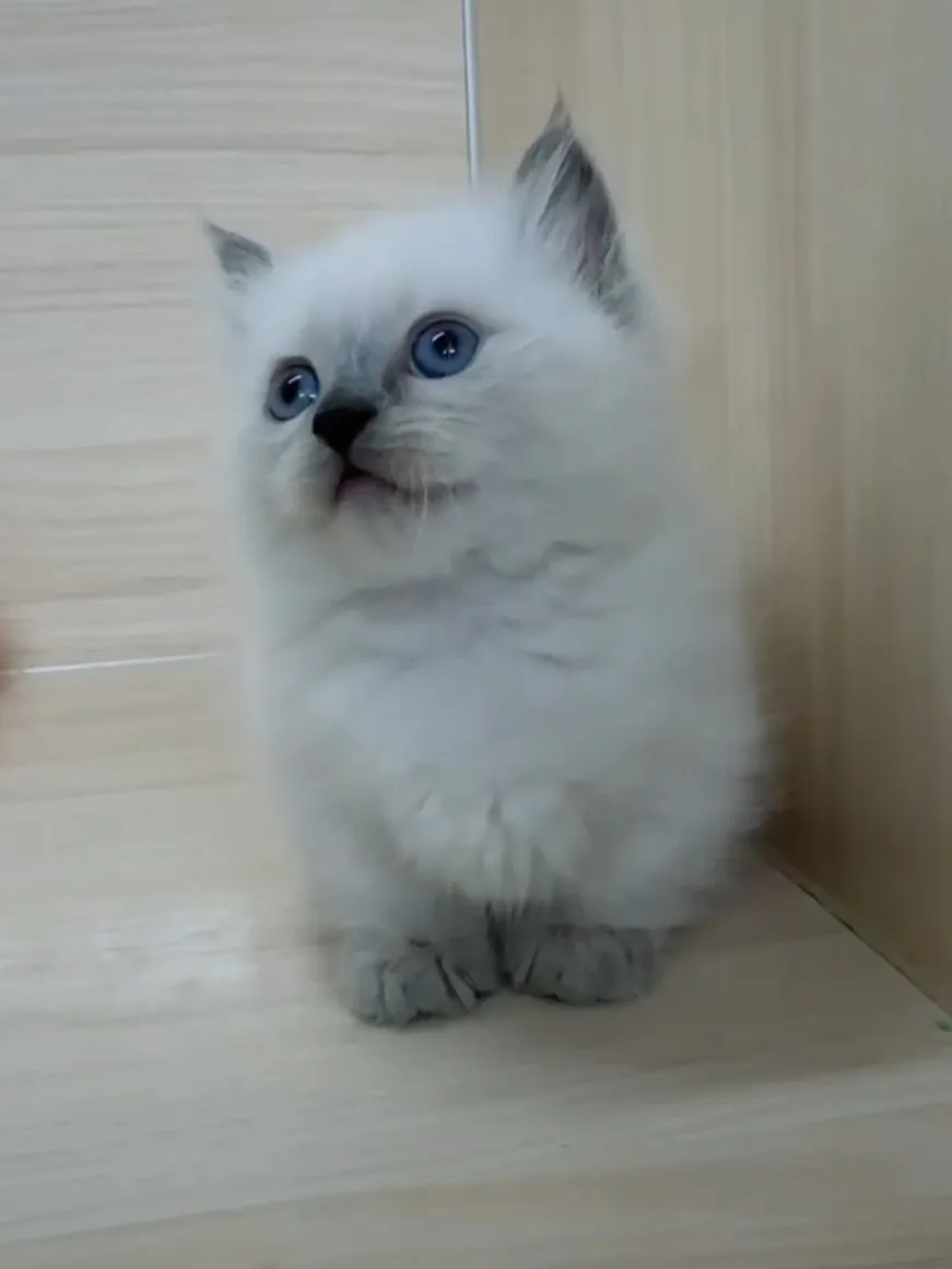 藍重點布偶小部舞曲妹妹 (已找到家人)