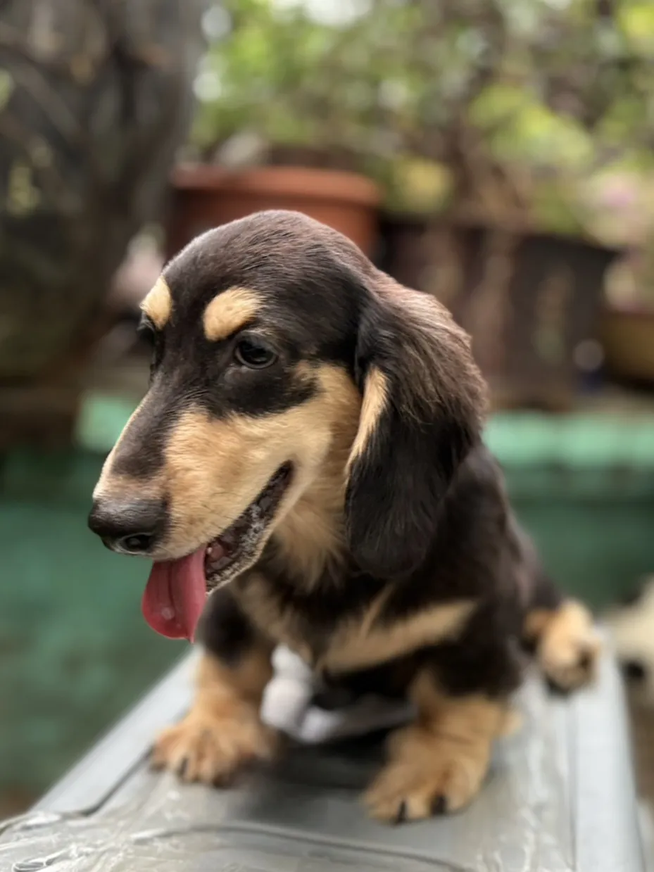 黑奶油長毛臘腸弟弟