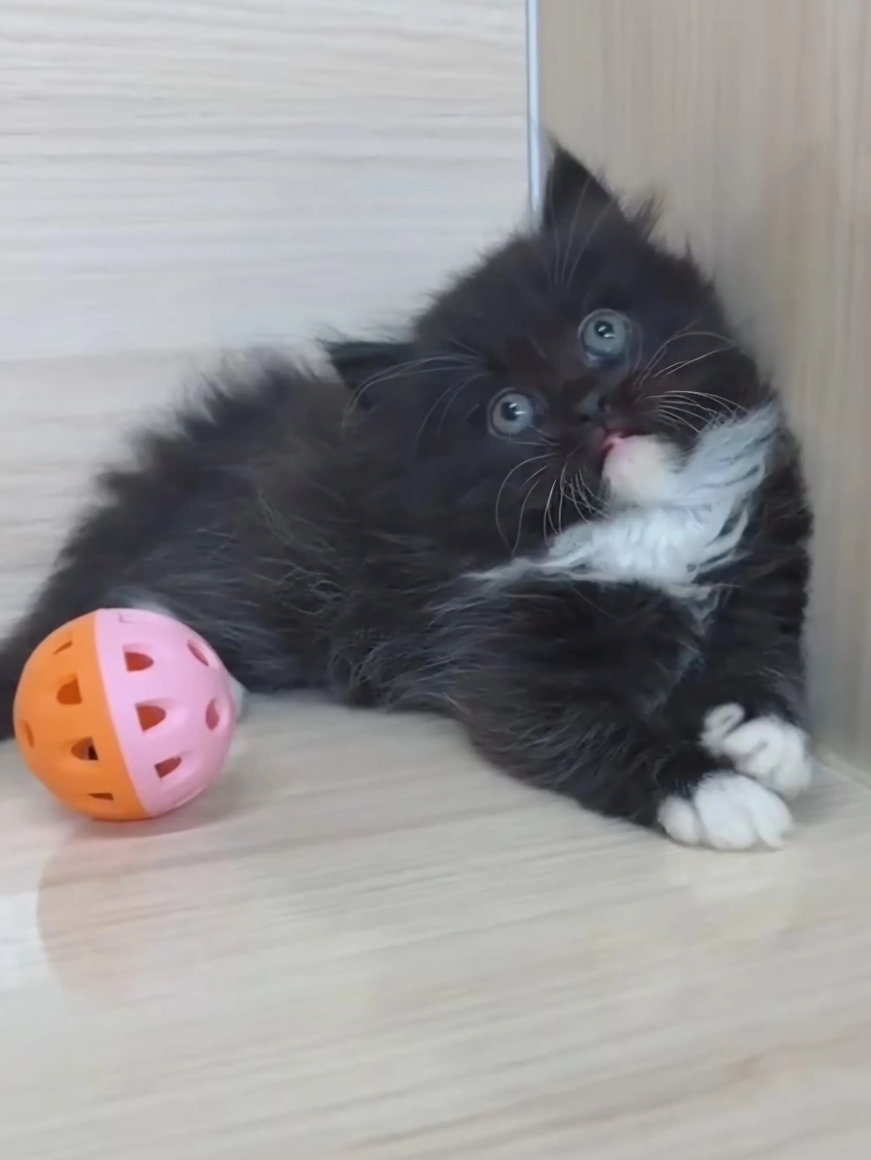 黑白英長妹妹 (已找到家人)