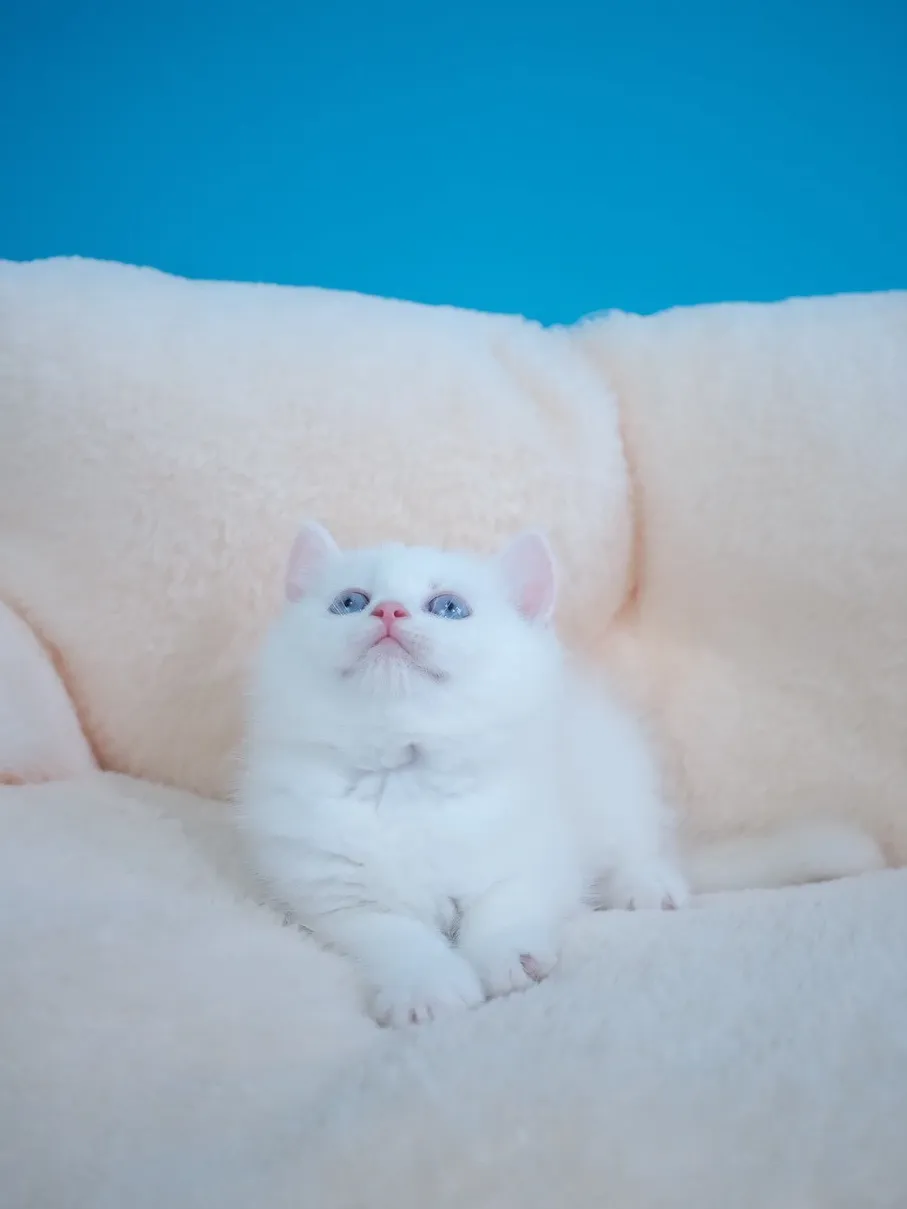 紅重點英短弟弟