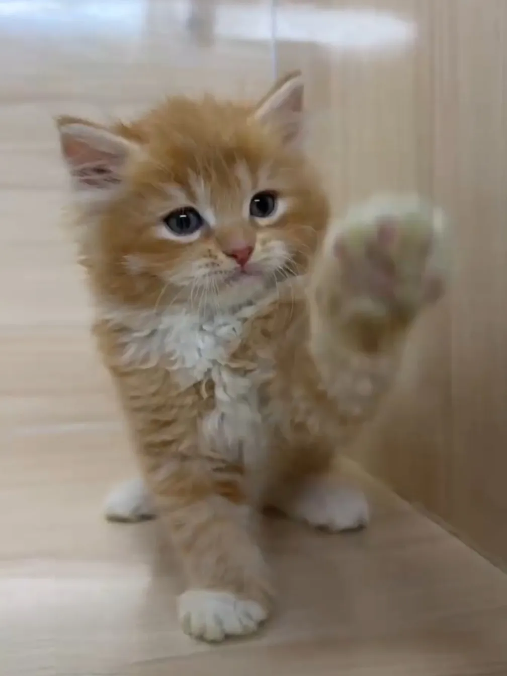 橘白英長弟弟 (已找到家人)