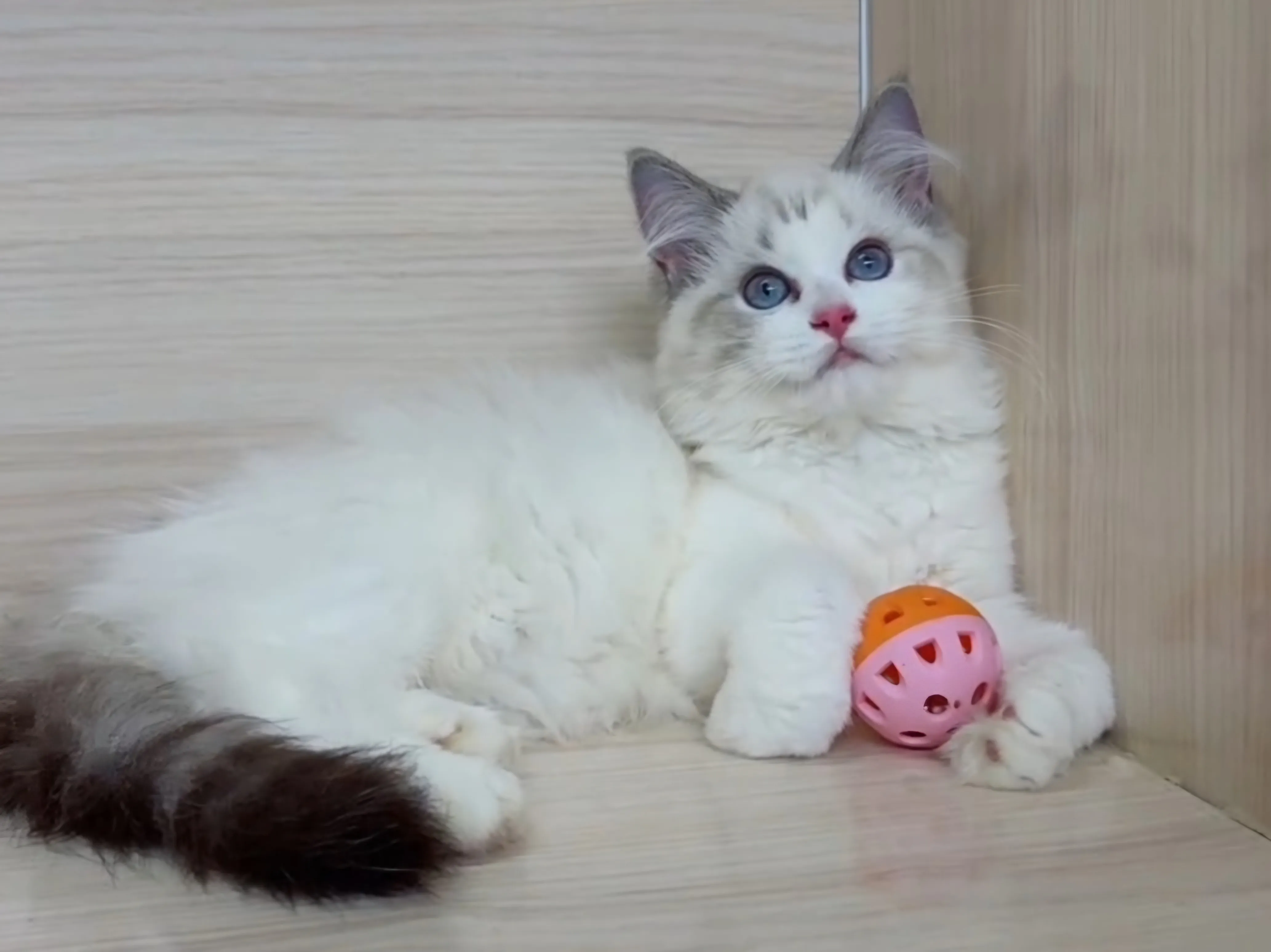 海山雙布偶妹妹 