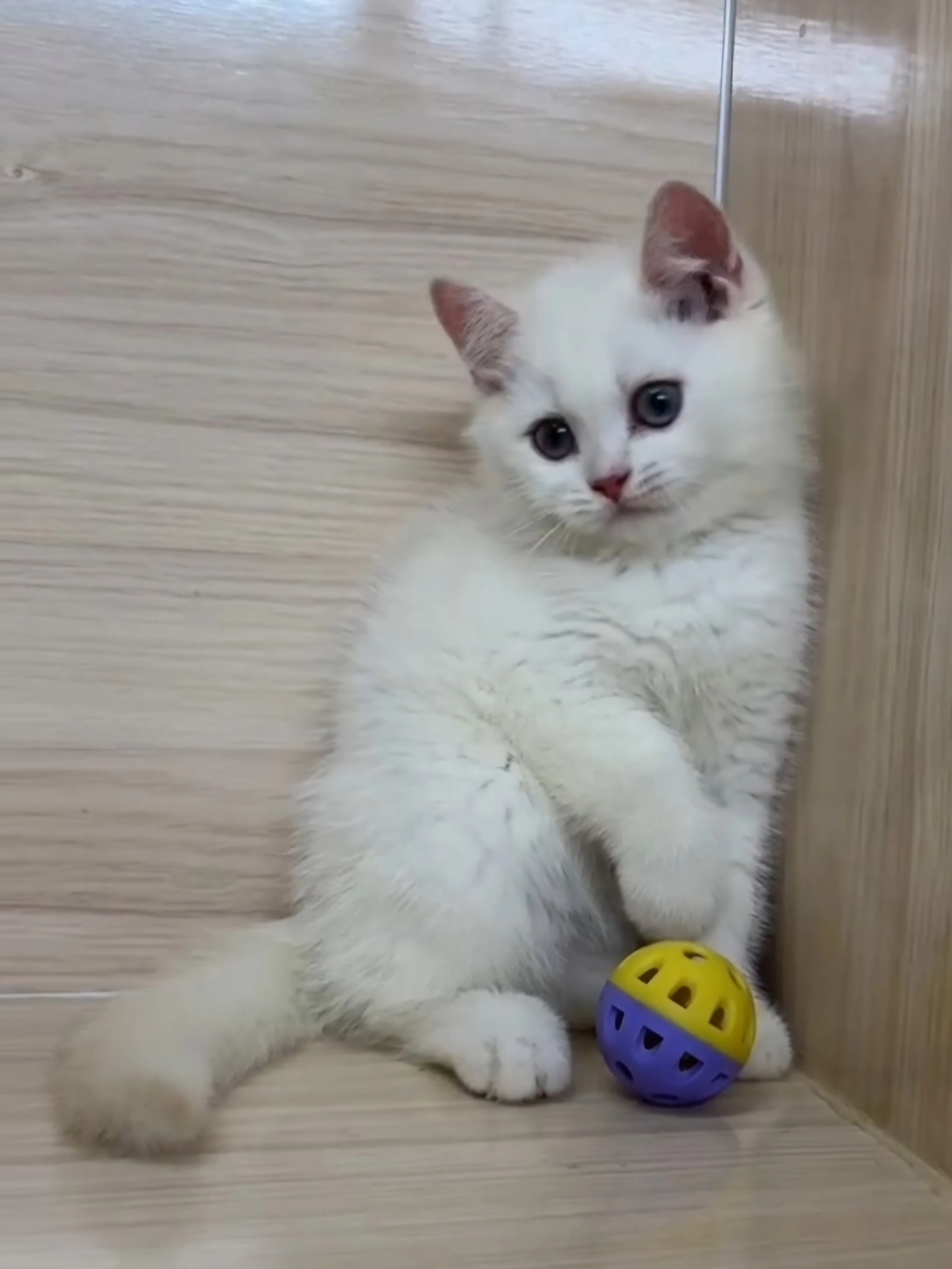 奶油重點英短弟弟