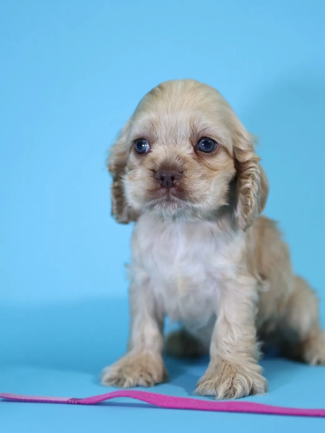 奶油美系可卡妹妹