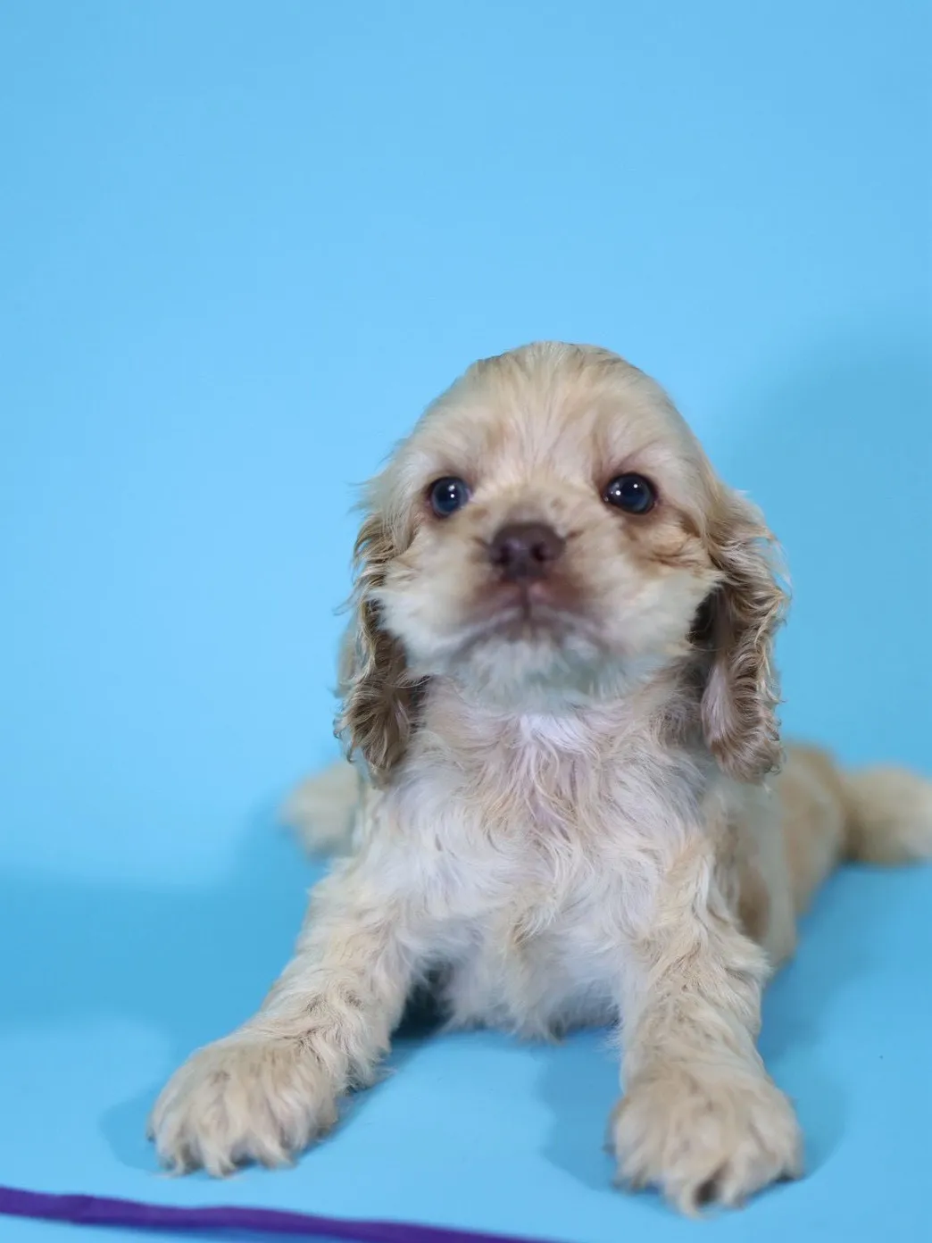 奶油美系可卡妹妹