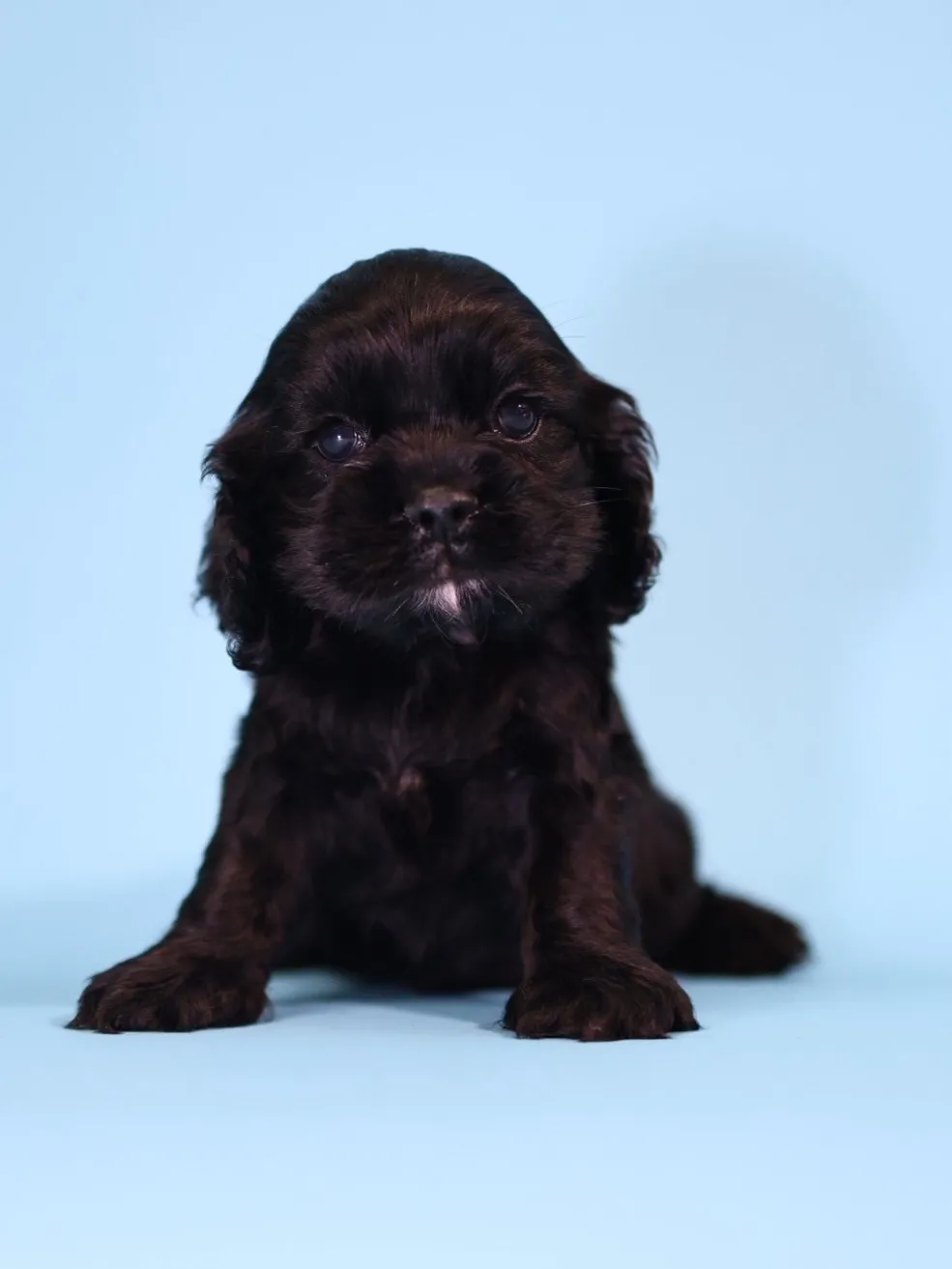 黑美系可卡妹妹