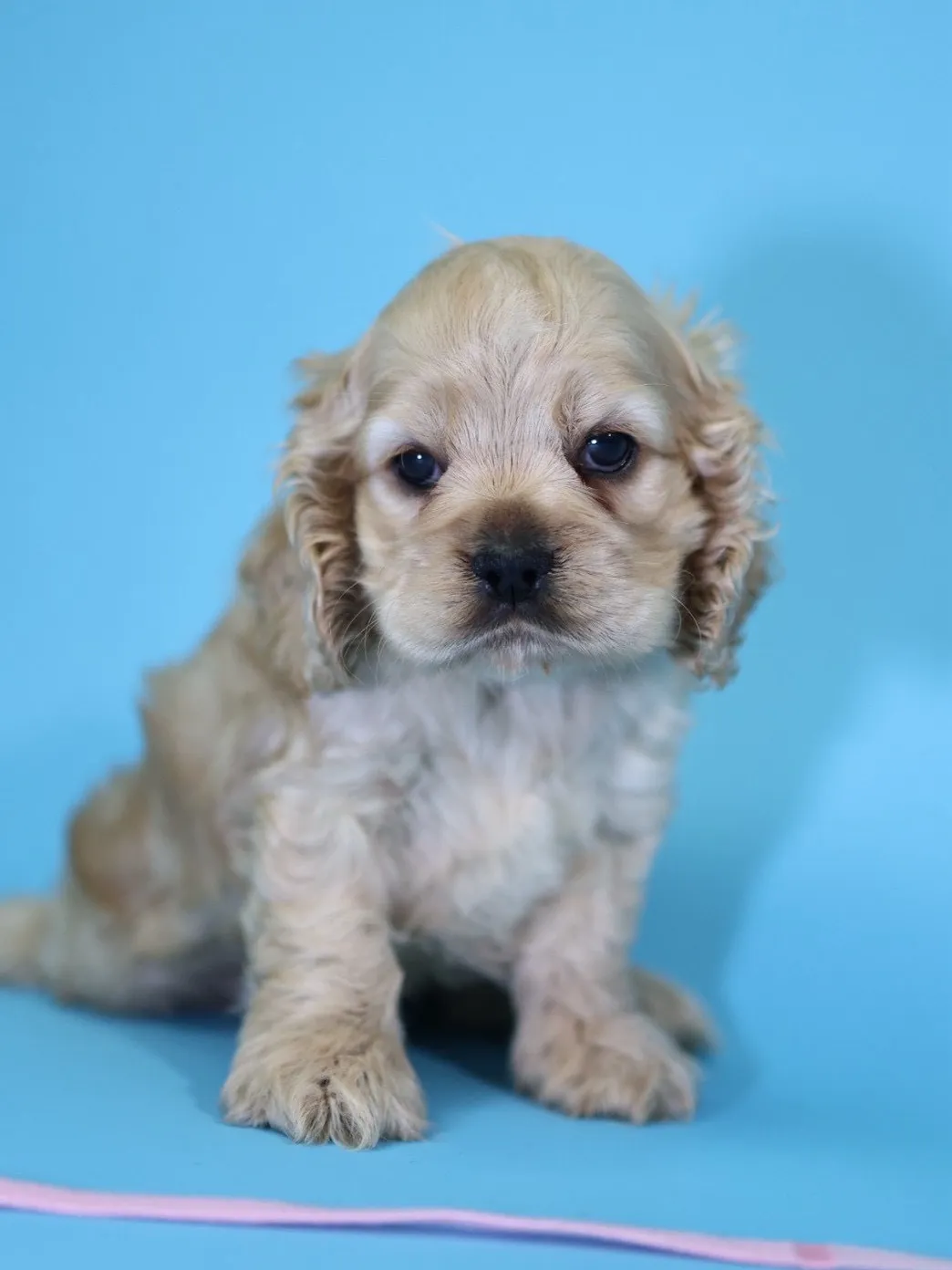 奶油美系可卡妹妹