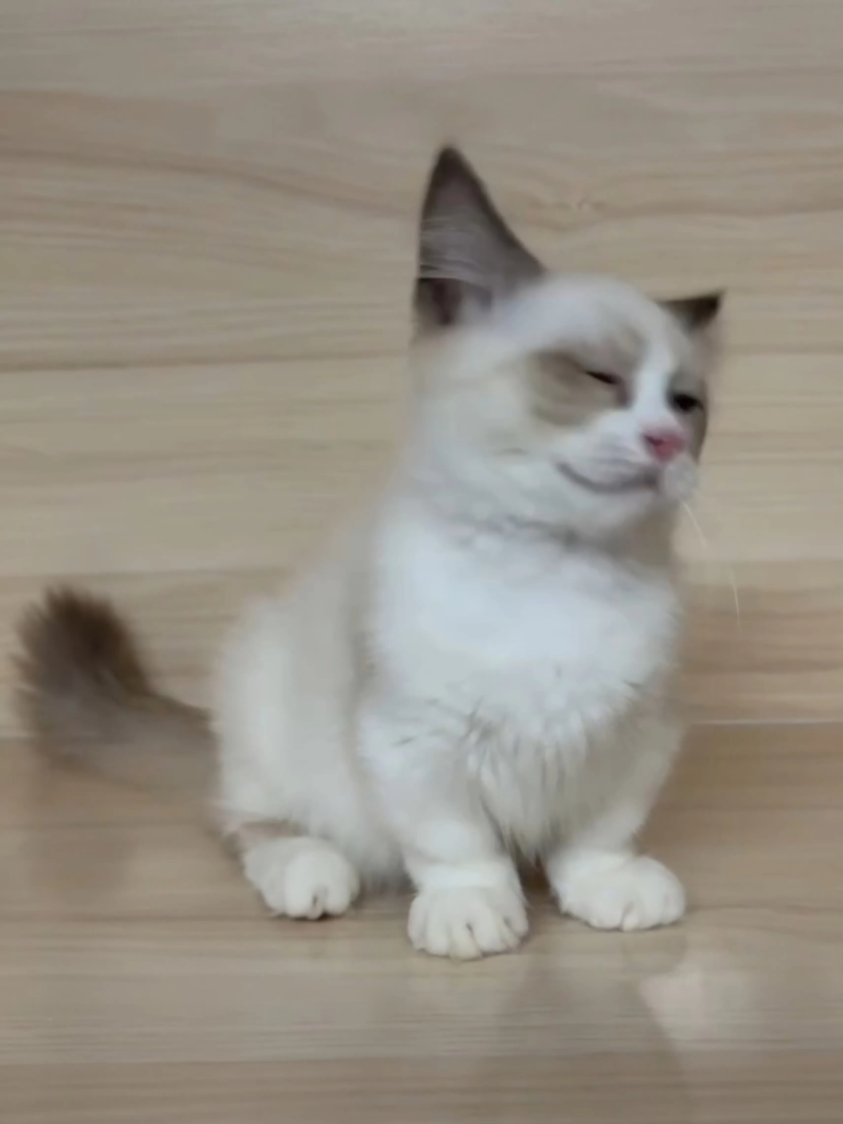 海雙布偶小布舞曲妹妹