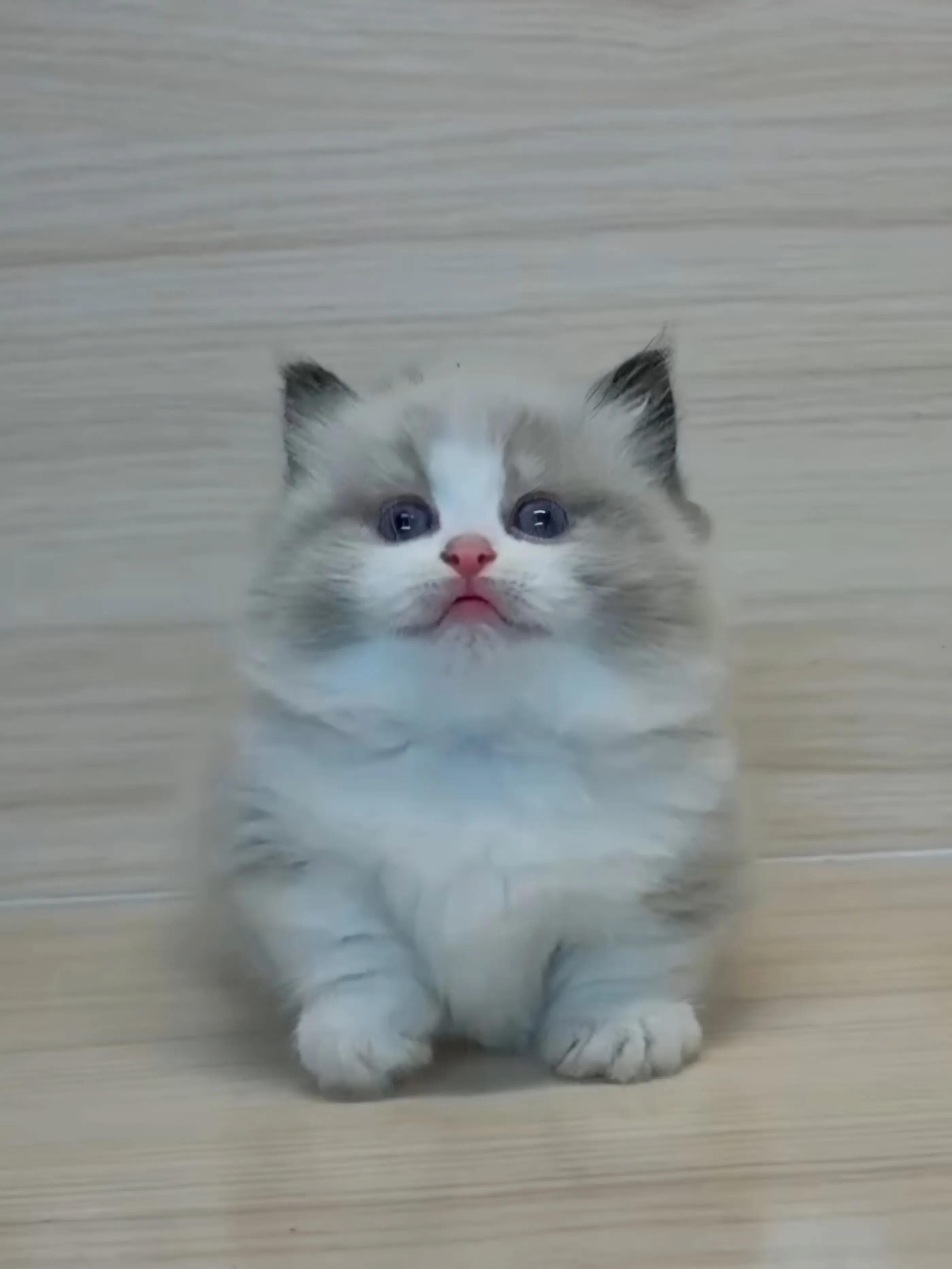 海雙布偶小布舞曲妹妹